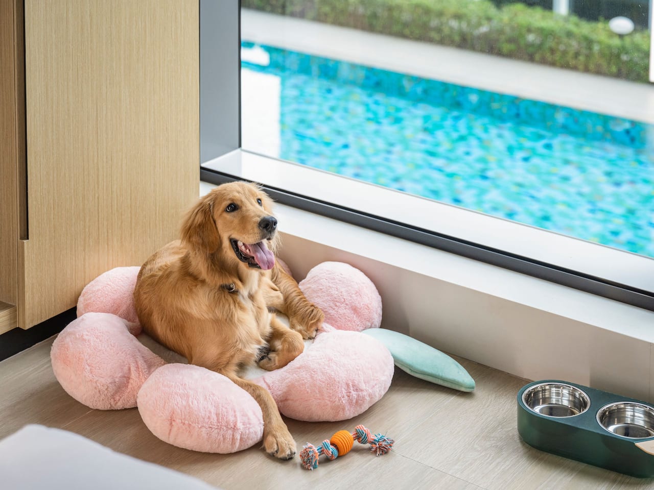 Hyatt Place New Taipei City Xinzhuang Dog on Bed