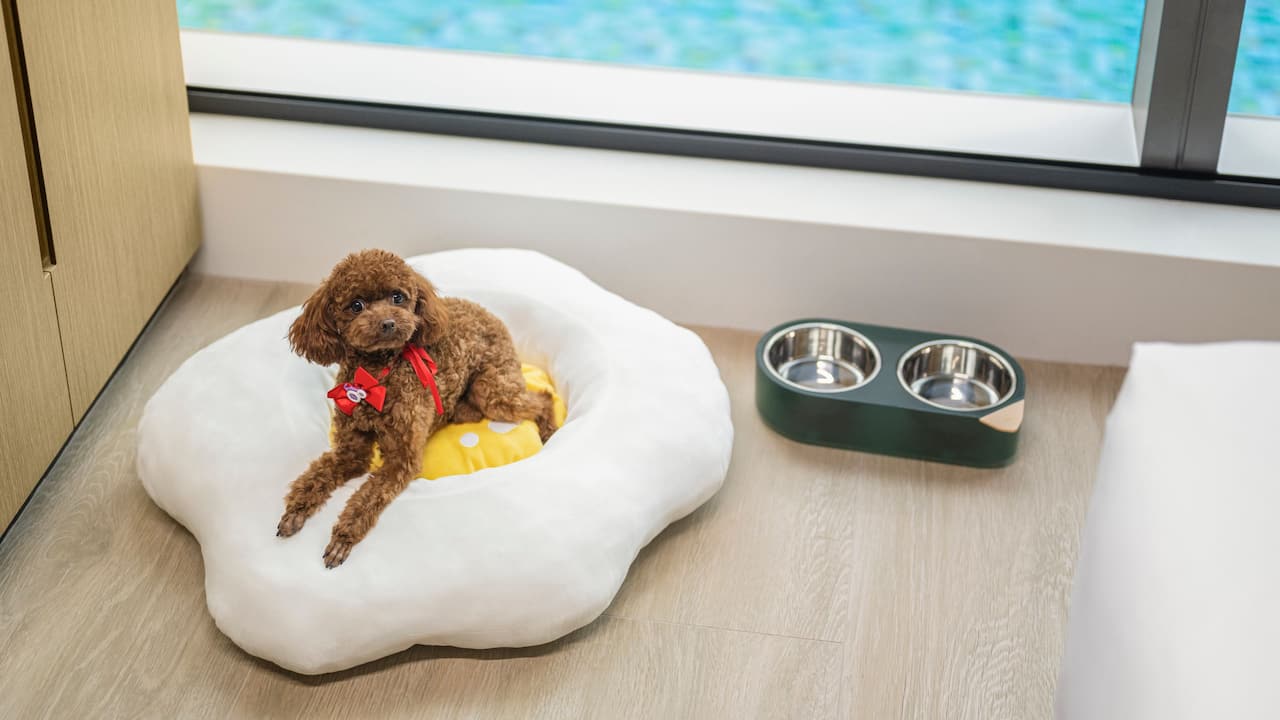 Small Dog Bed