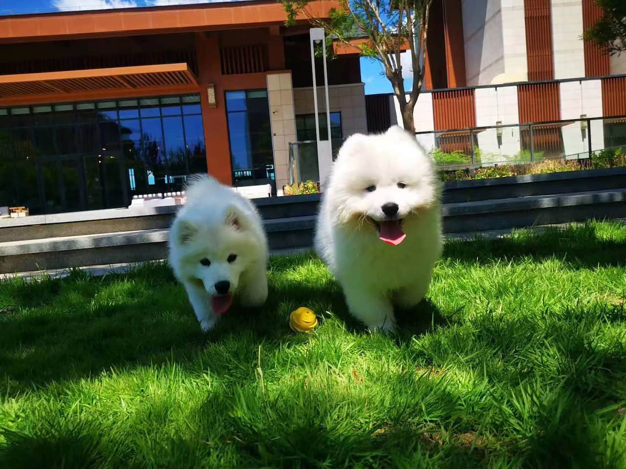 Dog On Grass