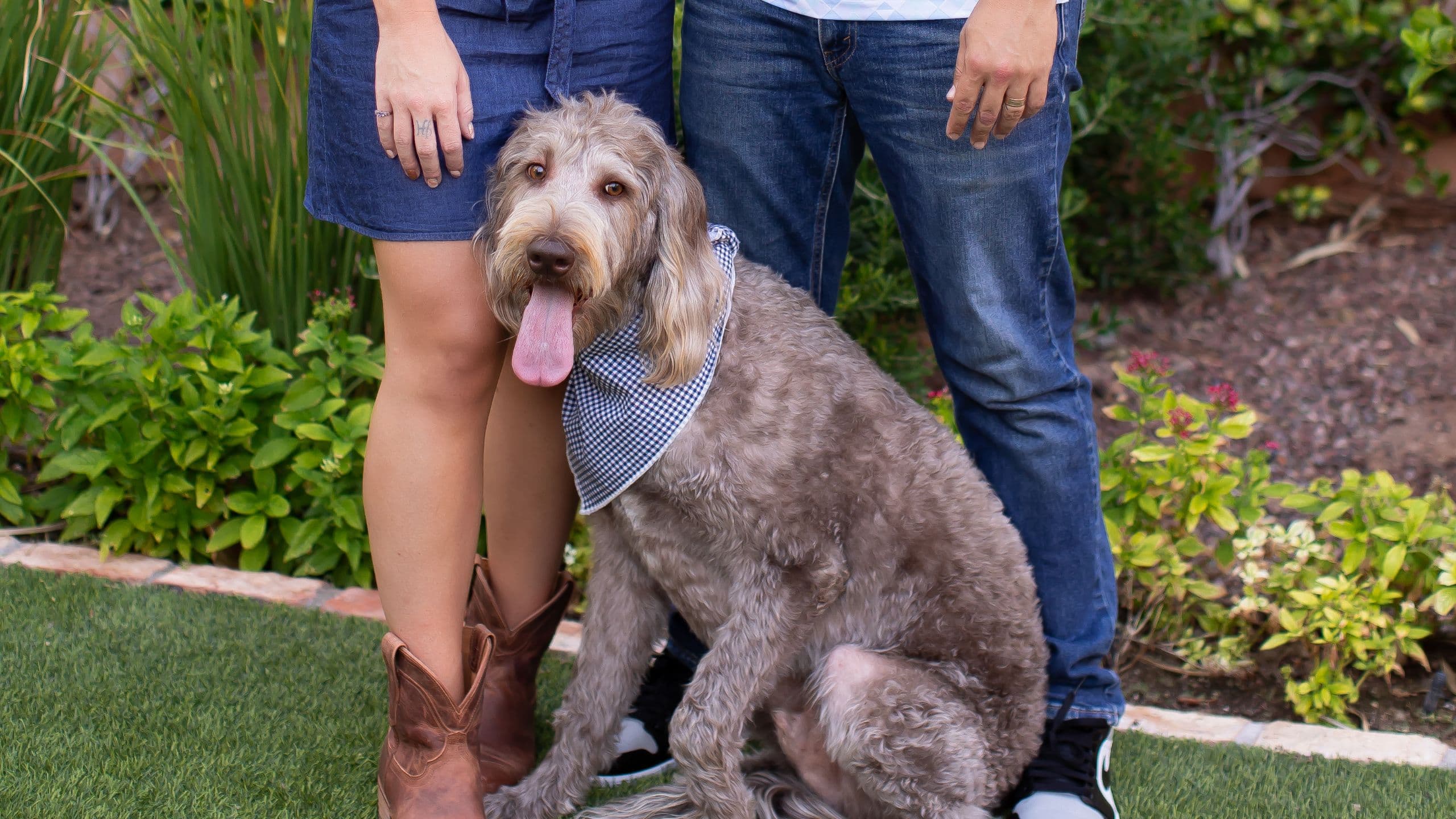 Royal Palms Resort and Spa Royal Paws Family