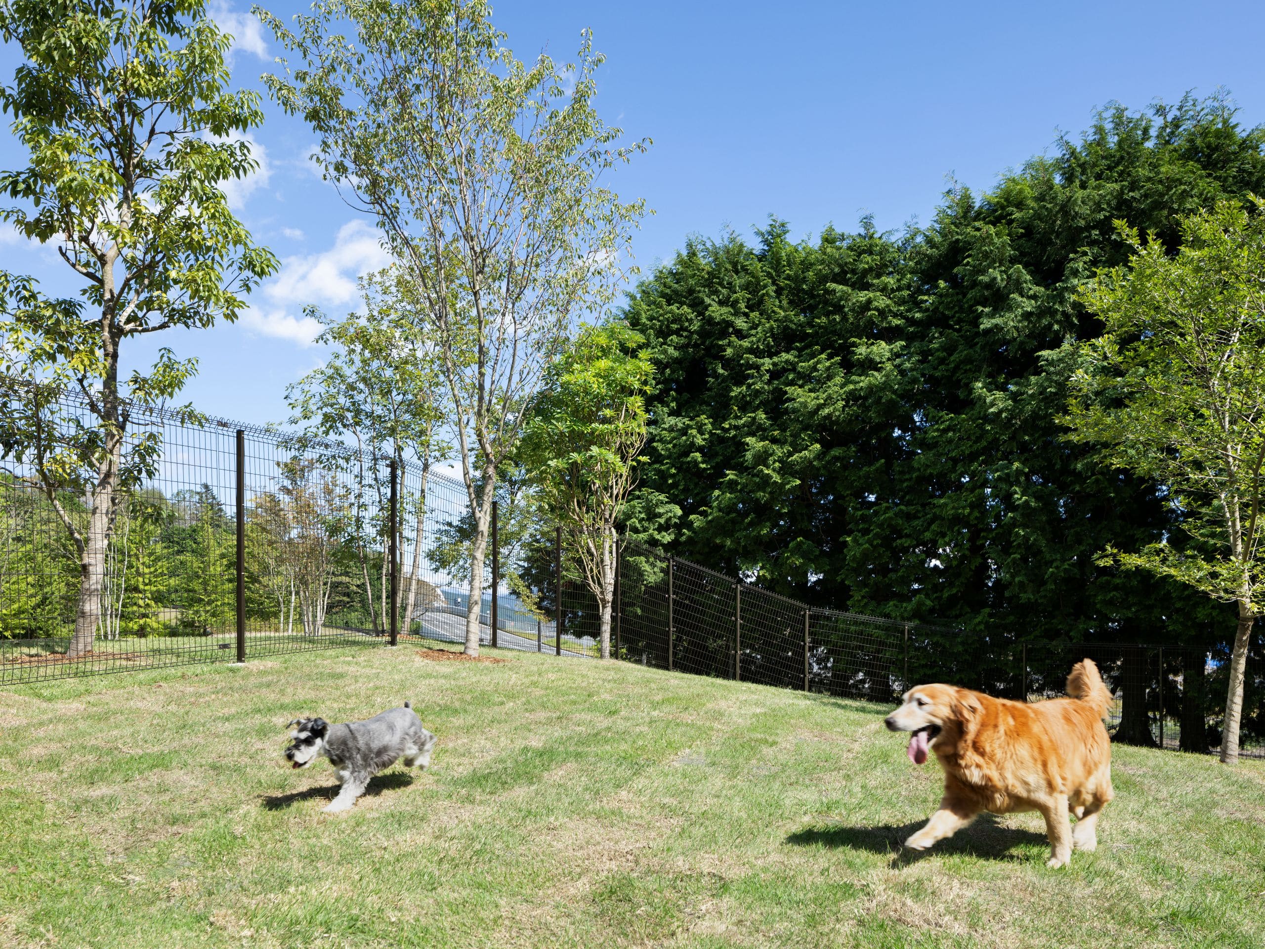 Fuji Speedway Hotel Dog Run View