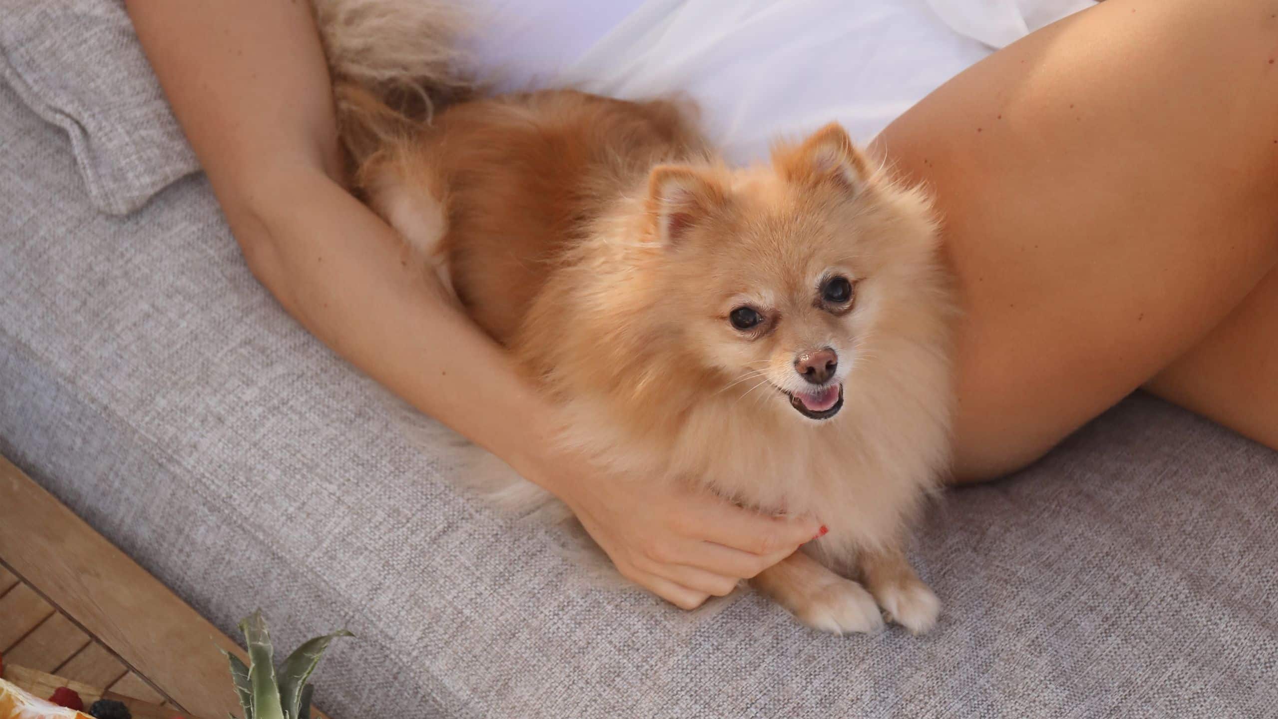 Hôtel Martinez Lifestyle Beach Pet Friendly