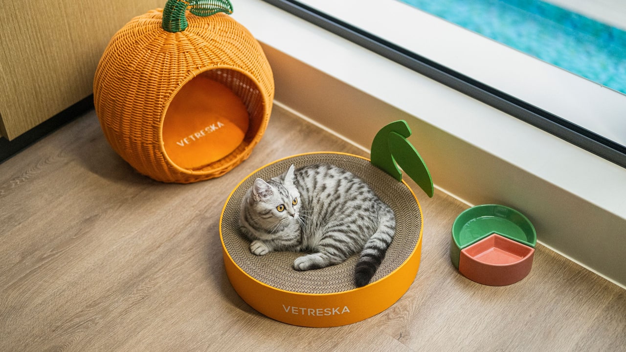 Deluxe Cat Guestroom