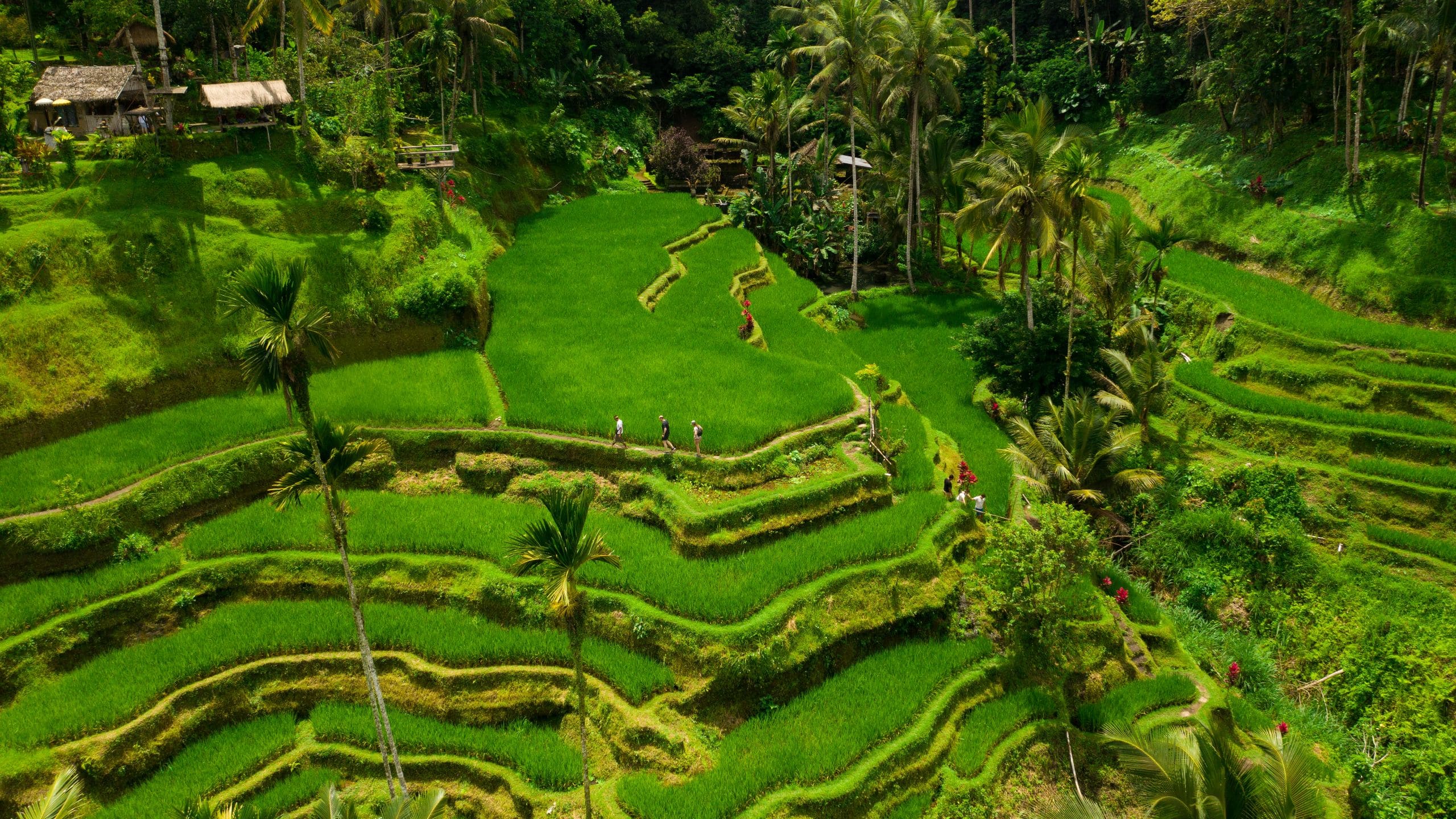 Alila Ubud Rice Paddy People Walking