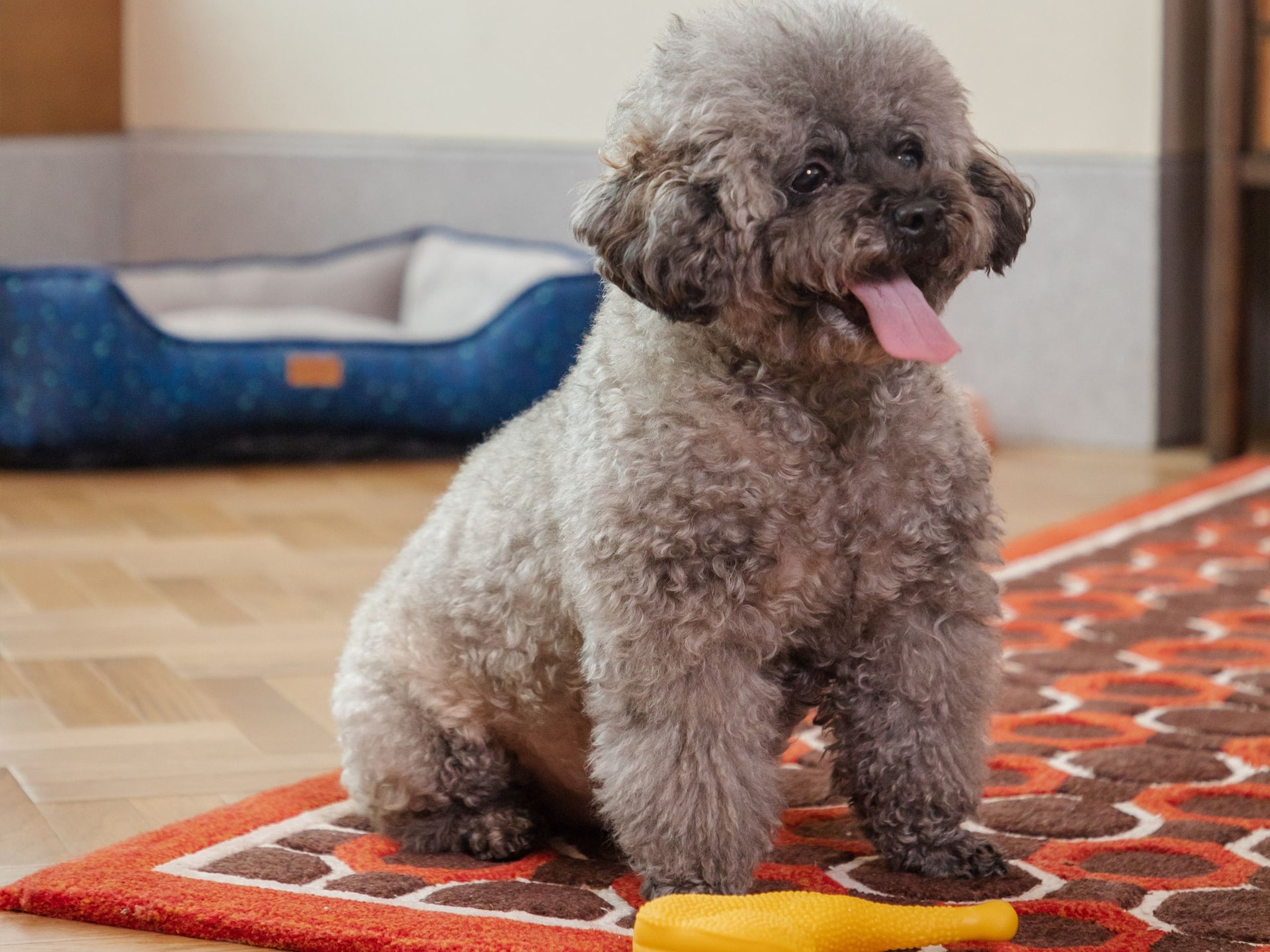 Andaz Xiamen Dog In Guest Room