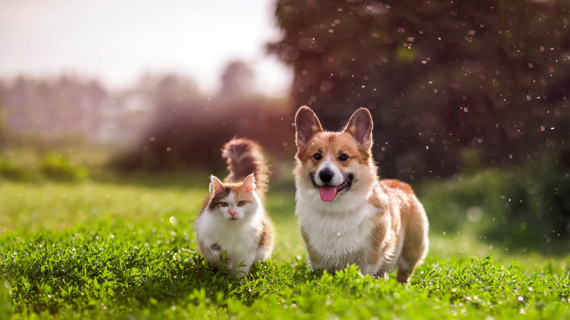 Hyatt Place Krakow Pets Blonia Meadow Krakow