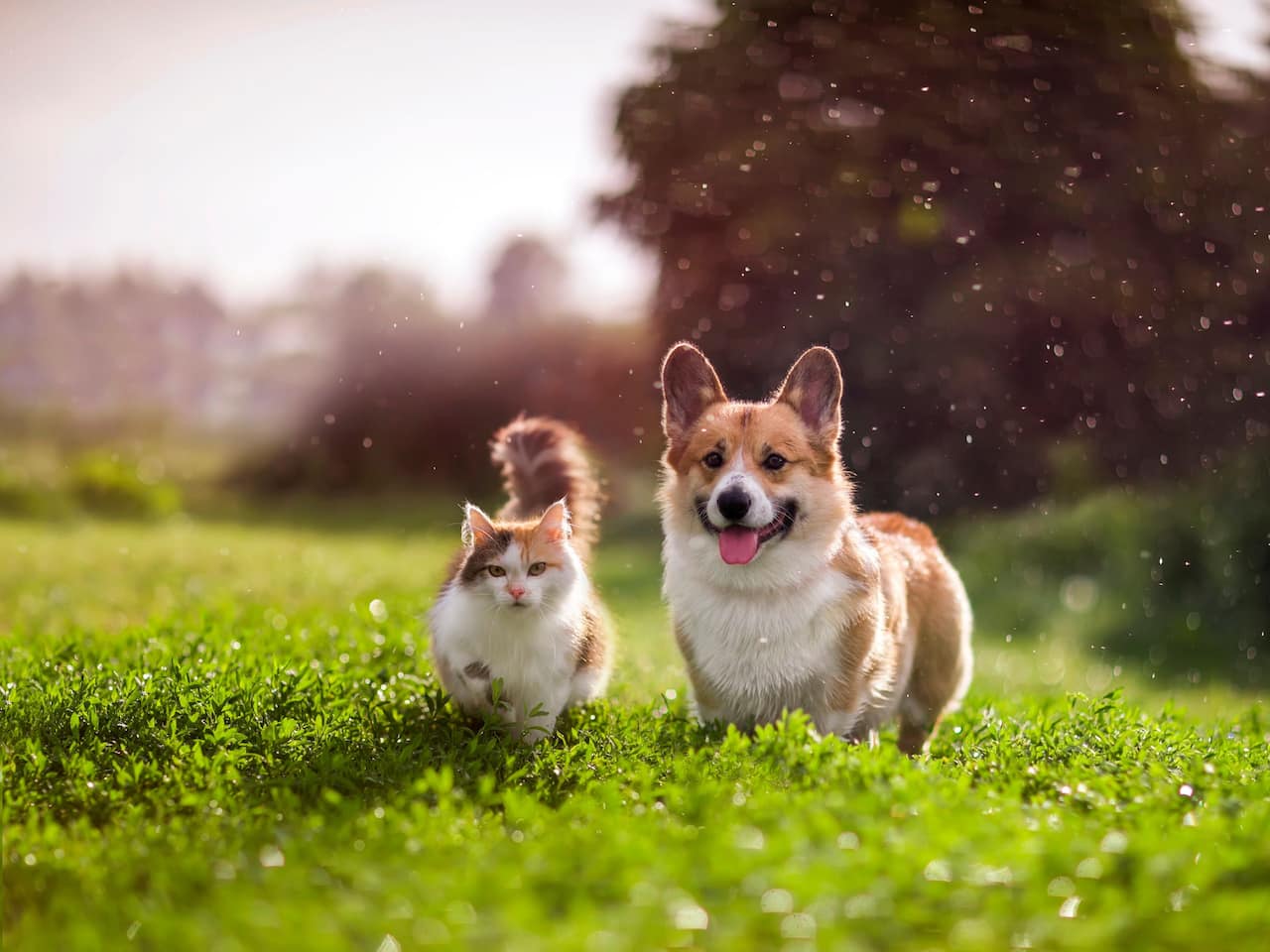 Pets Blonia Meadow Krakow