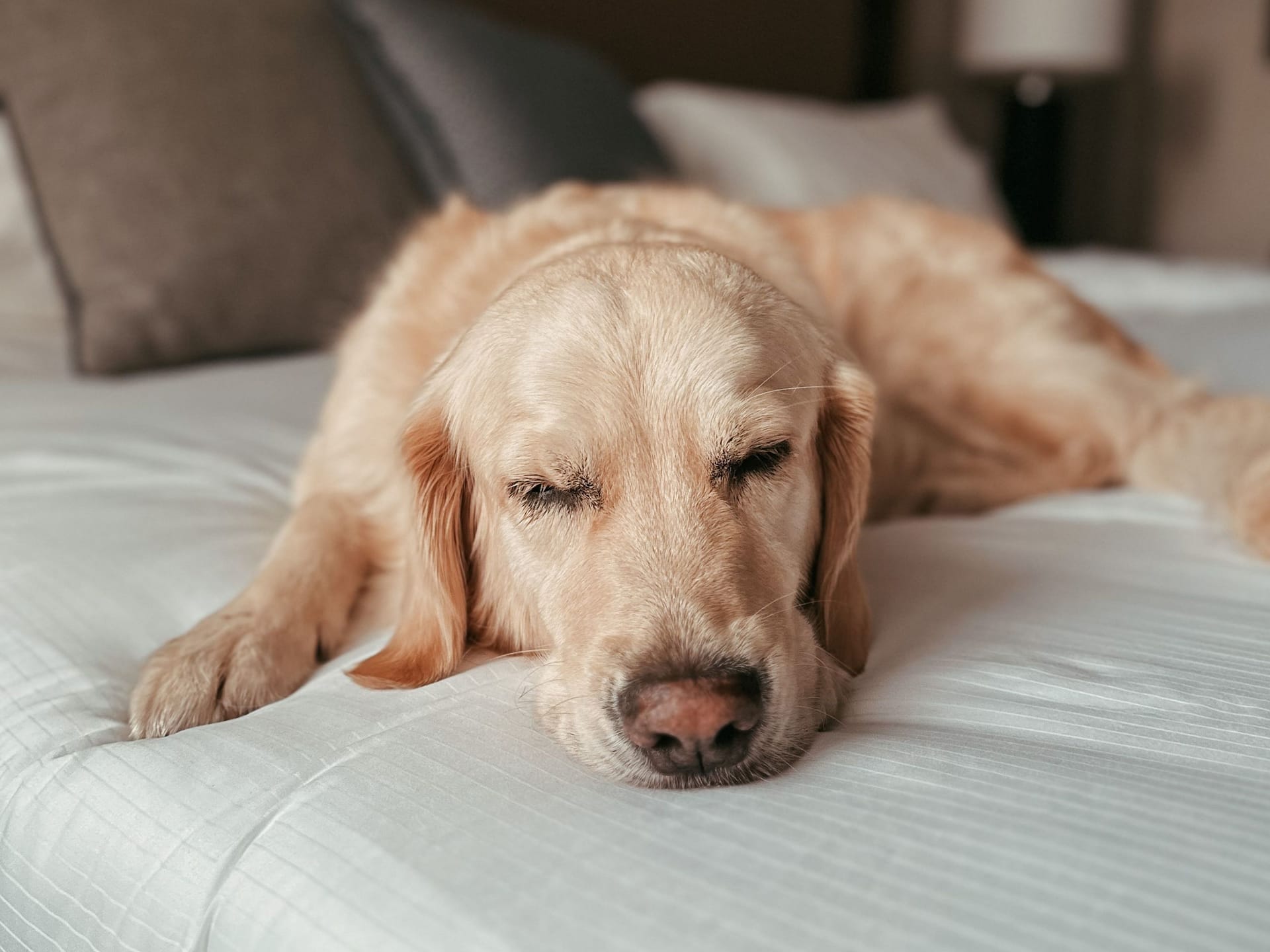 Hyatt Regency Hesperia Madrid Dog Nap