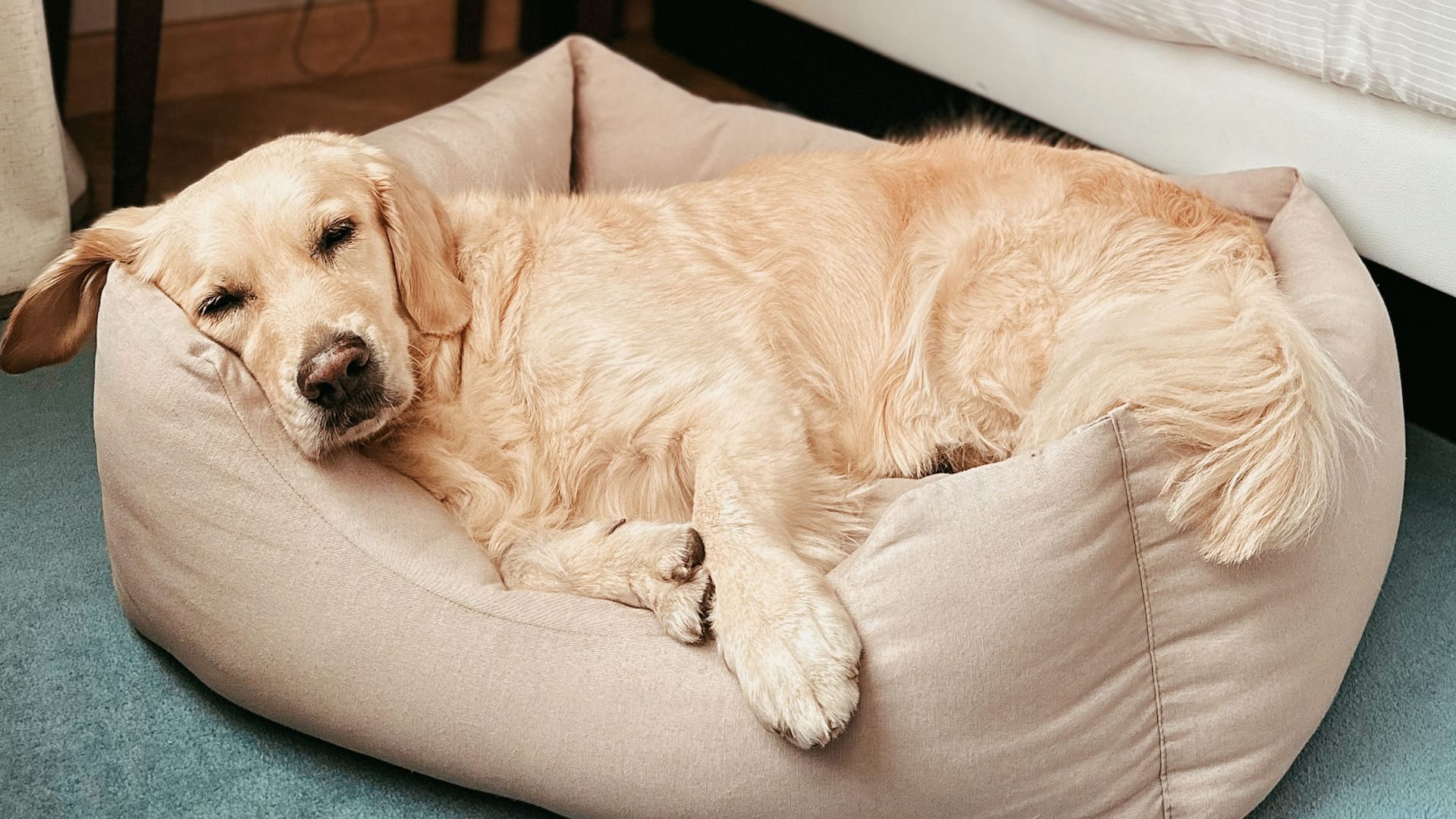 Hyatt Regency Hesperia Madrid Dog Bed