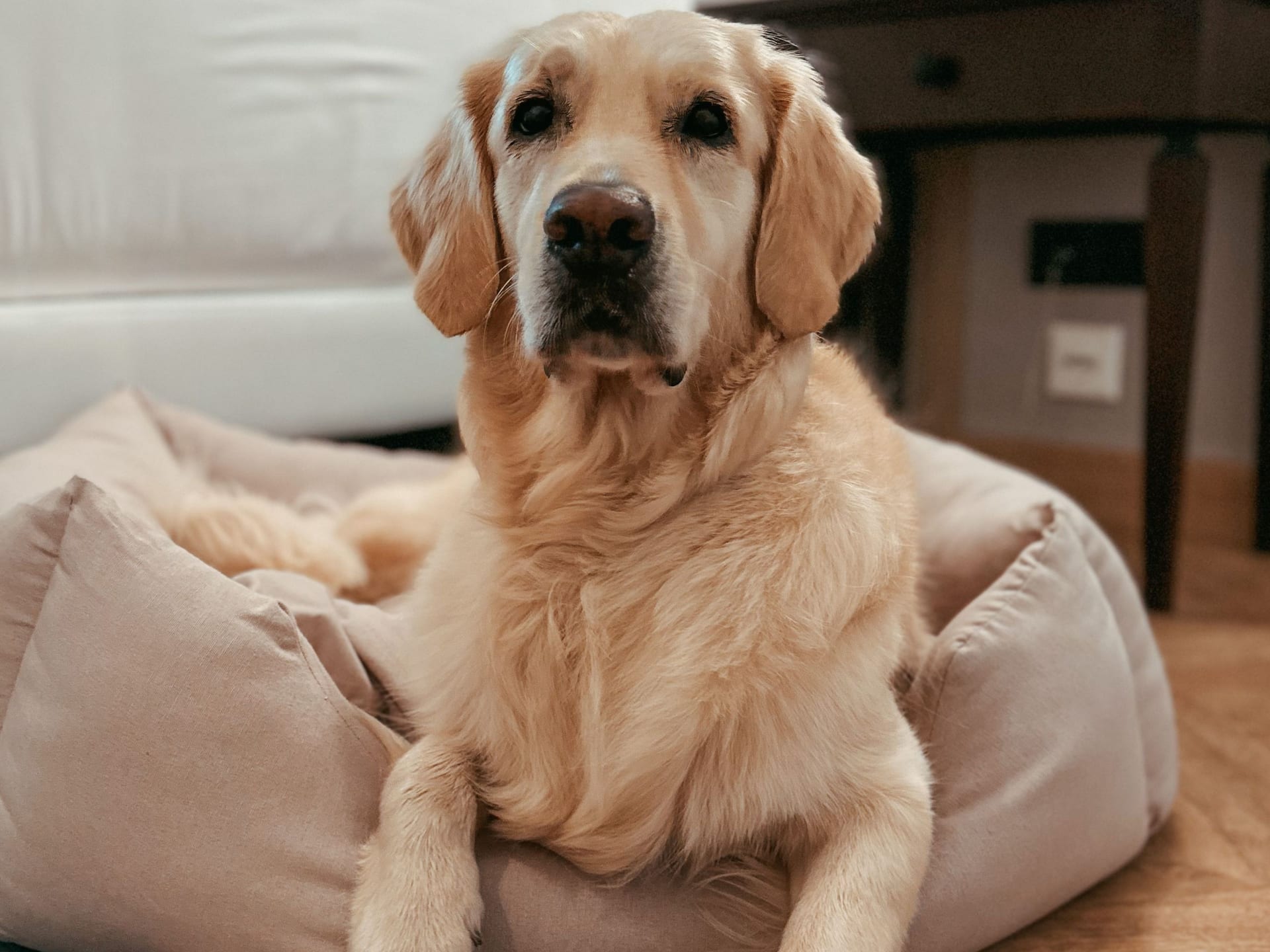 Hyatt Regency Hesperia Madrid Dog Upright