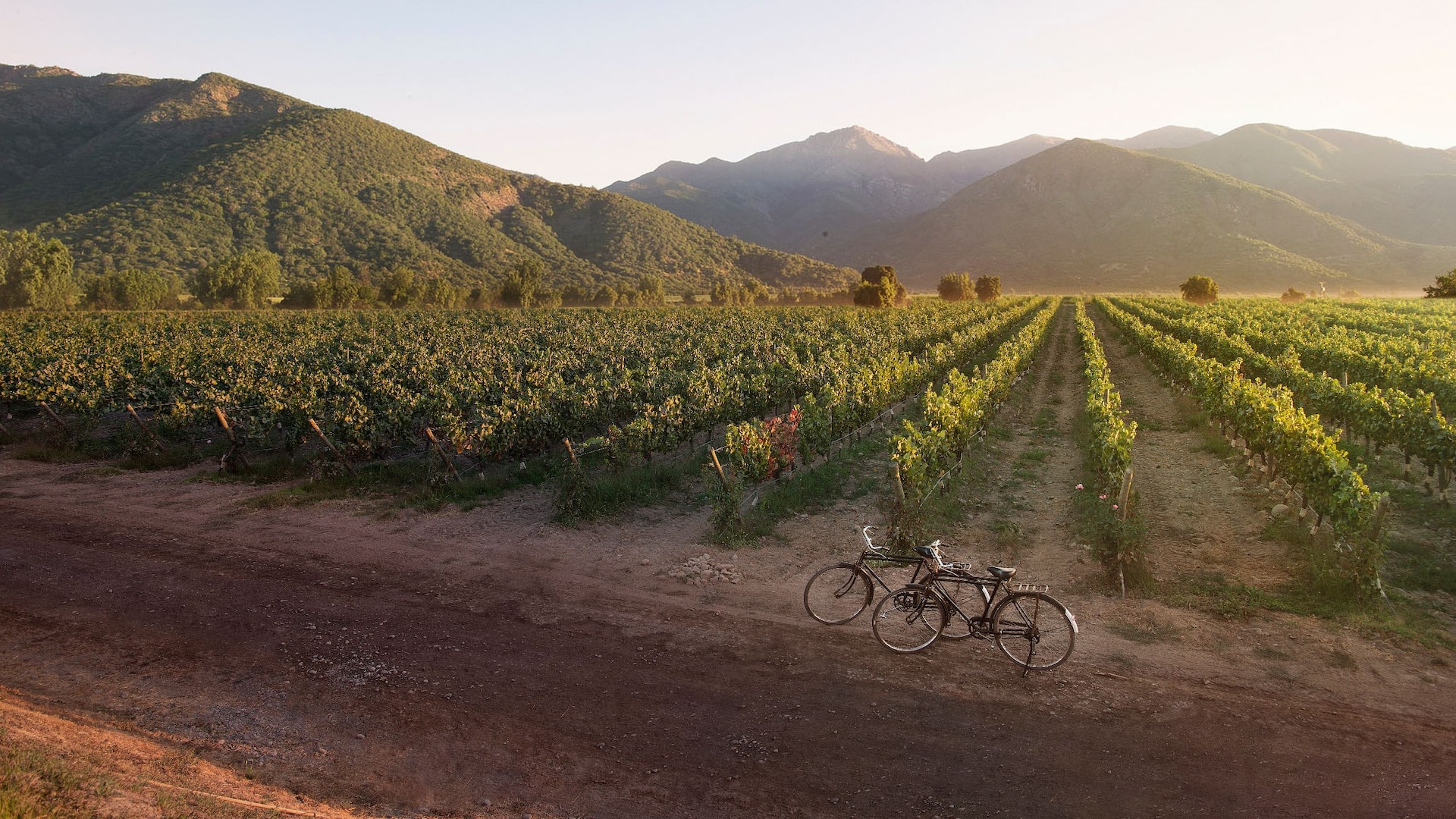 Hyatt Regency Sonoma Wine Country Bicycles Parked Near Vineyard And Mountains