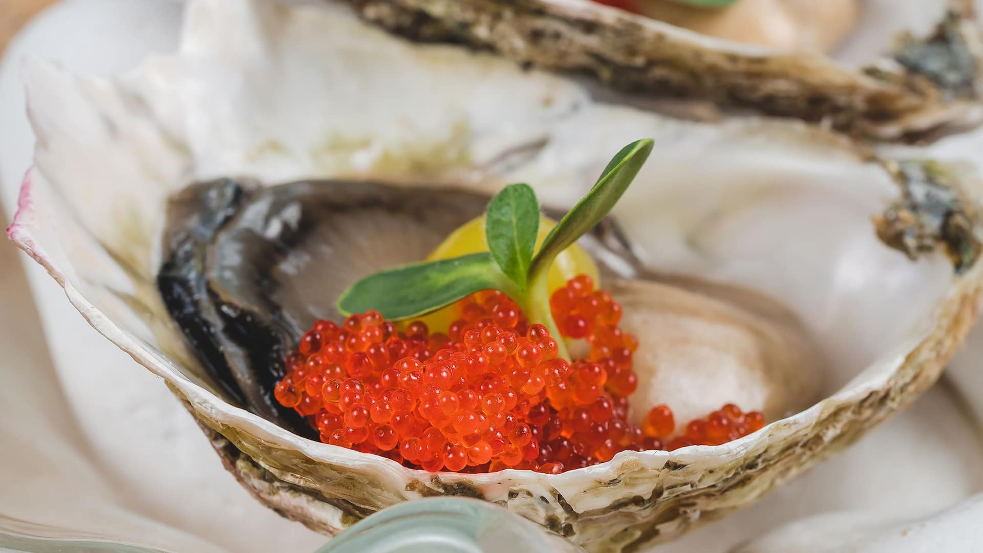 Hyatt Regency Kotor Bay Resort Lighthouse Restaurant Oyster