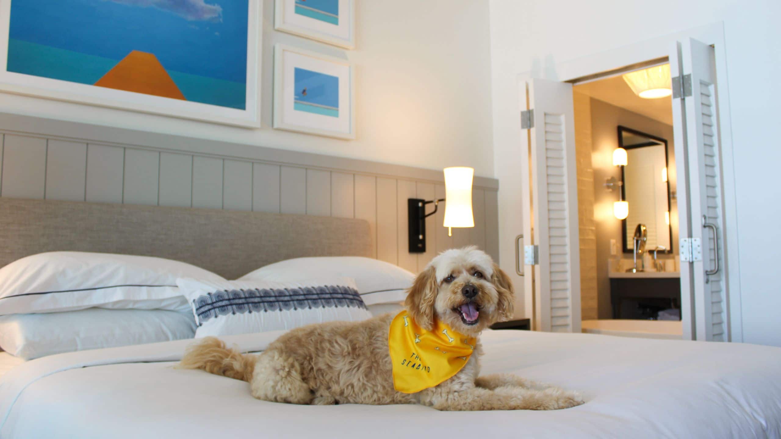 The Seabird Resort Dog
