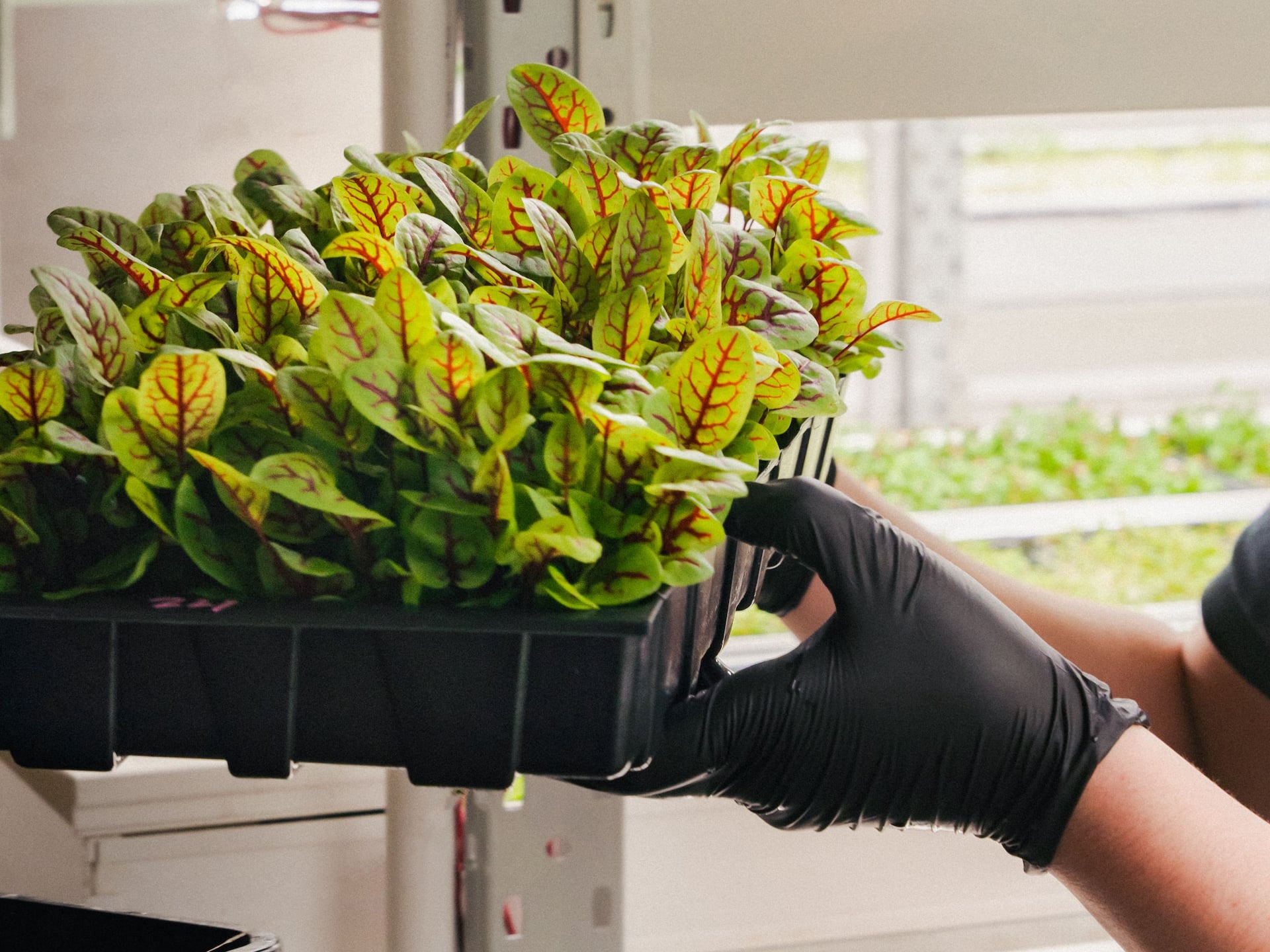 Hyatt Regency Sydney Greenspace Sustainability View