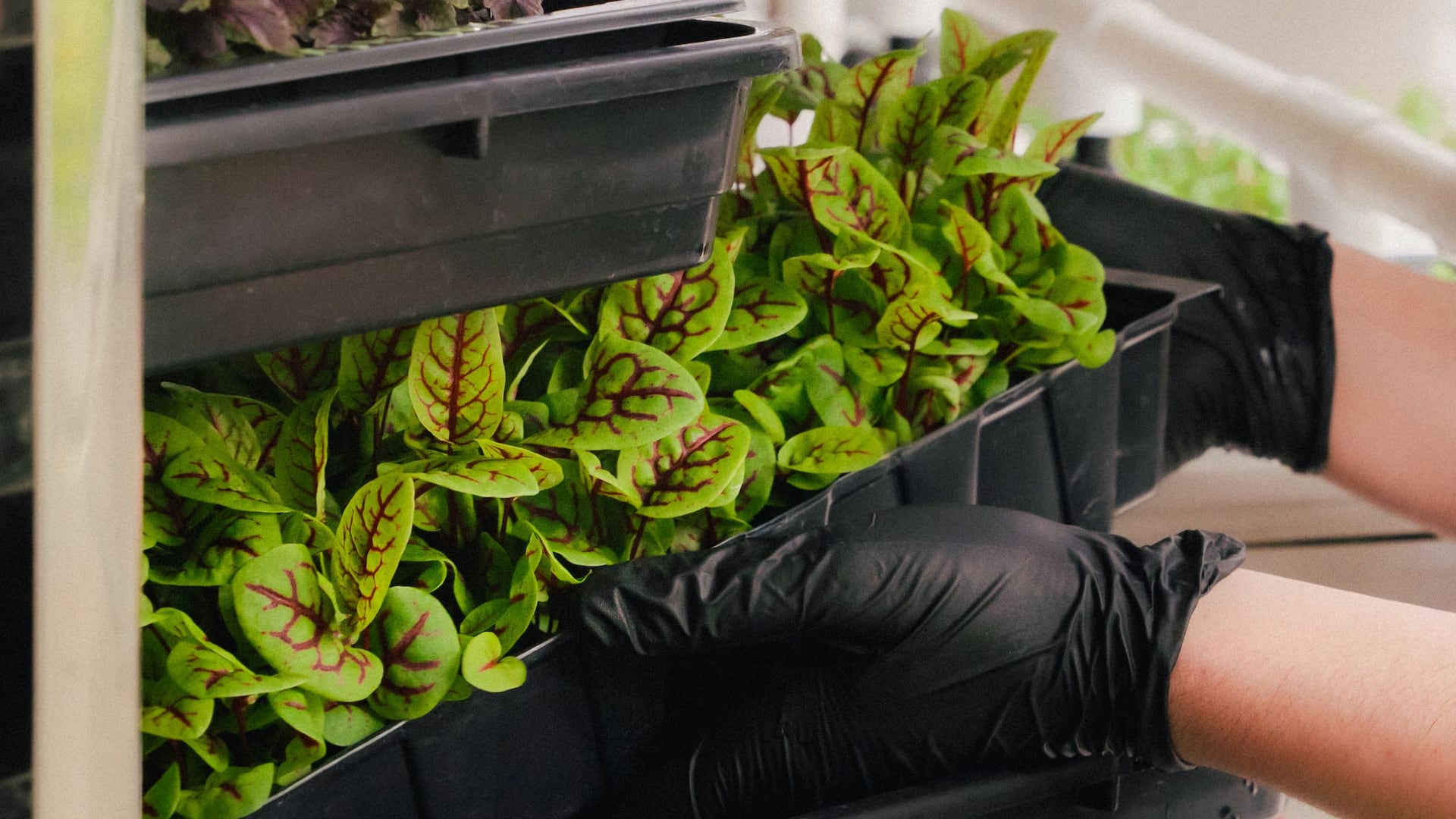 Hyatt Regency Sydney Greenspace Sustainability Trays