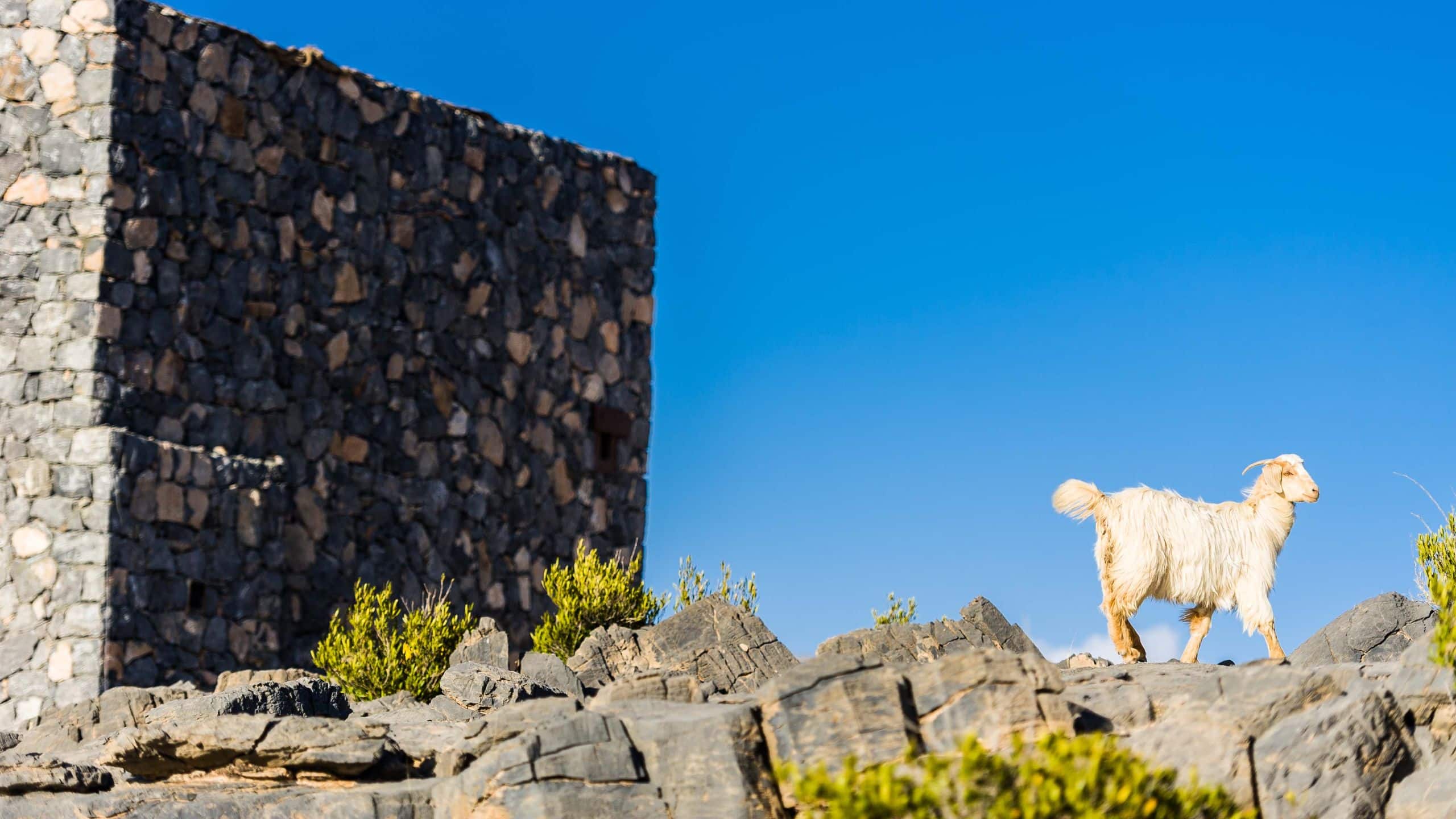 Alila Jabal Akhdar Mctal Journey Goats Cluster