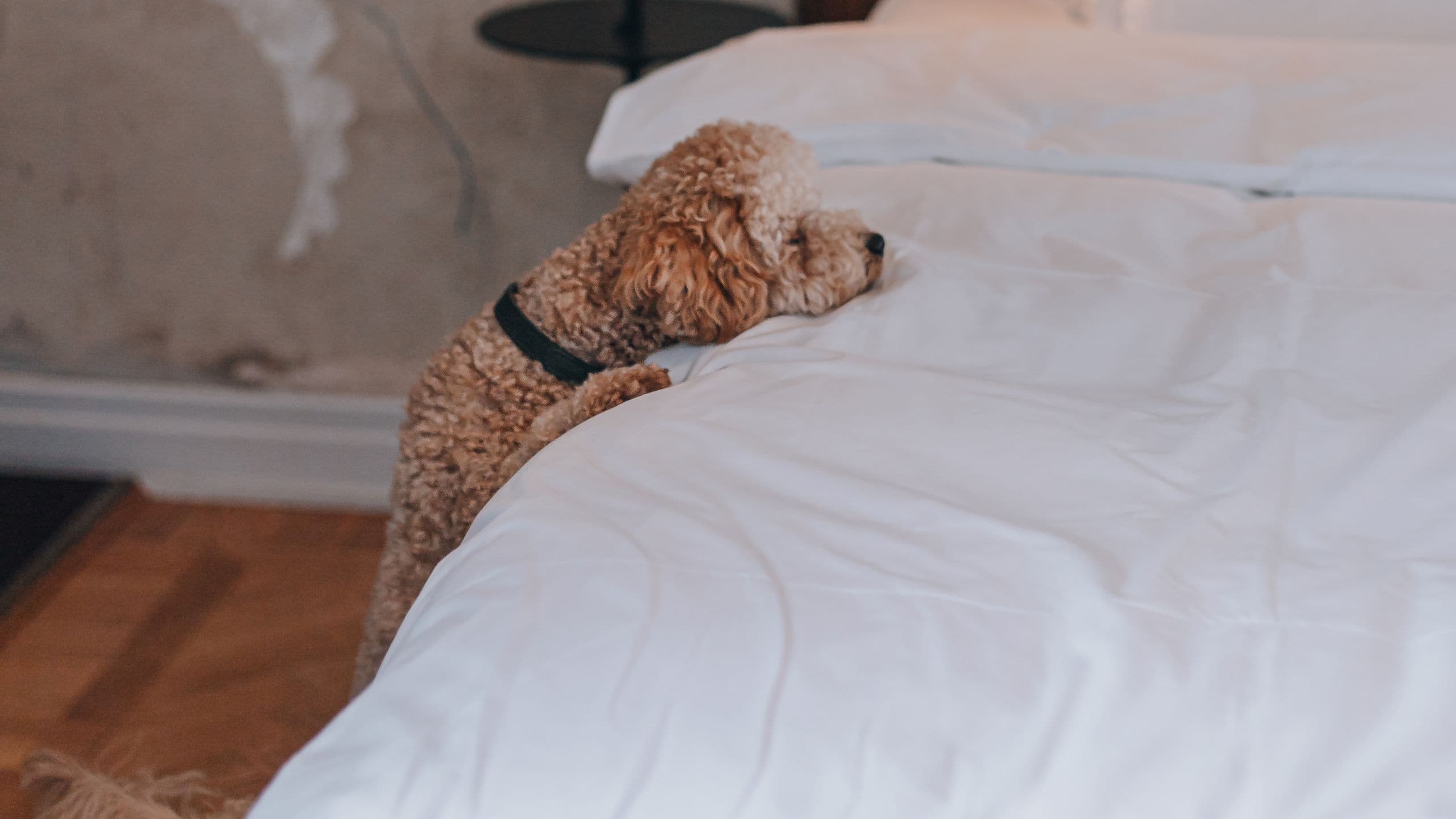 4 von 7 Story Hotel Riddargatan Marley The Dog