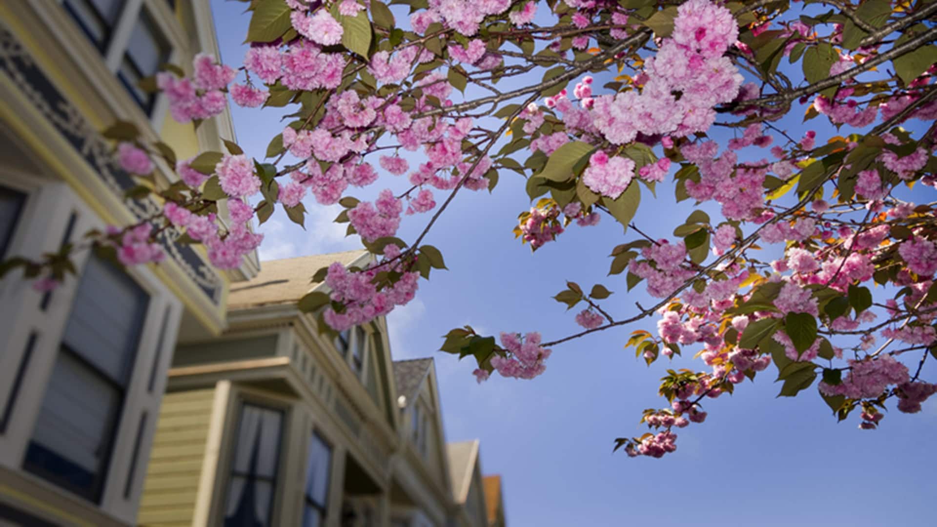 Hyatt Regency San Francisco Downtown SOMA Spring Blossoming Painted Ladies Flowers