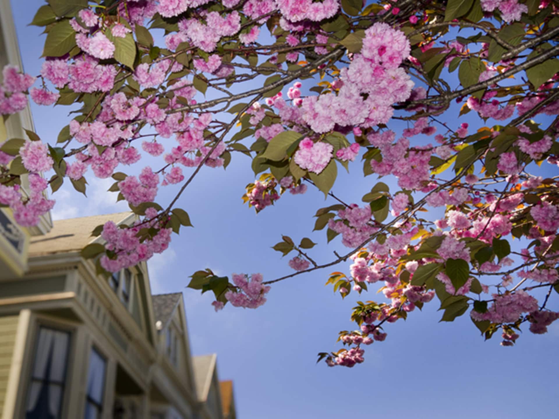 Hyatt Regency San Francisco Downtown SOMA Spring Blossoming Painted Ladies Flowers