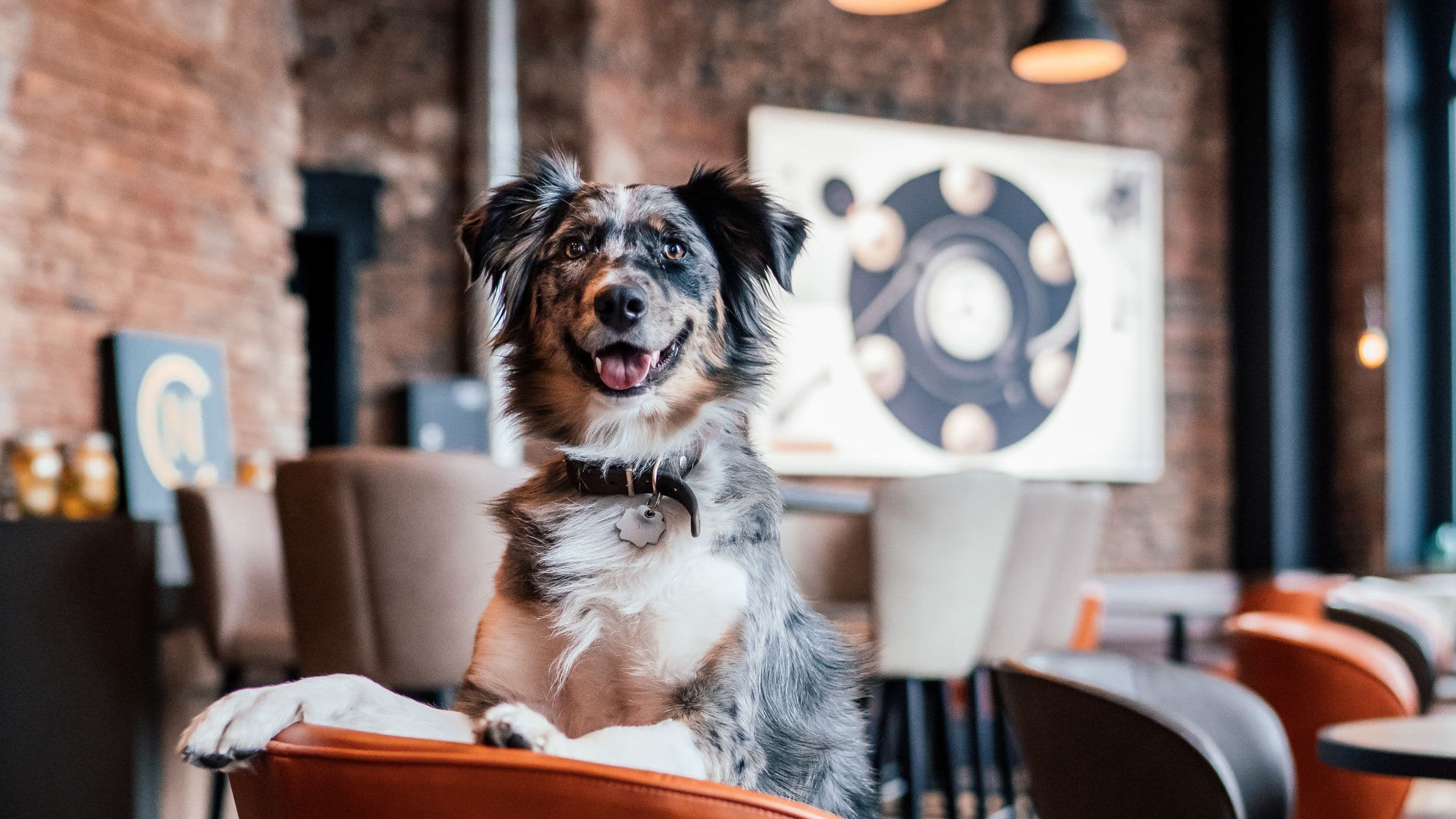 me and all hotel hannover Lounge Dog