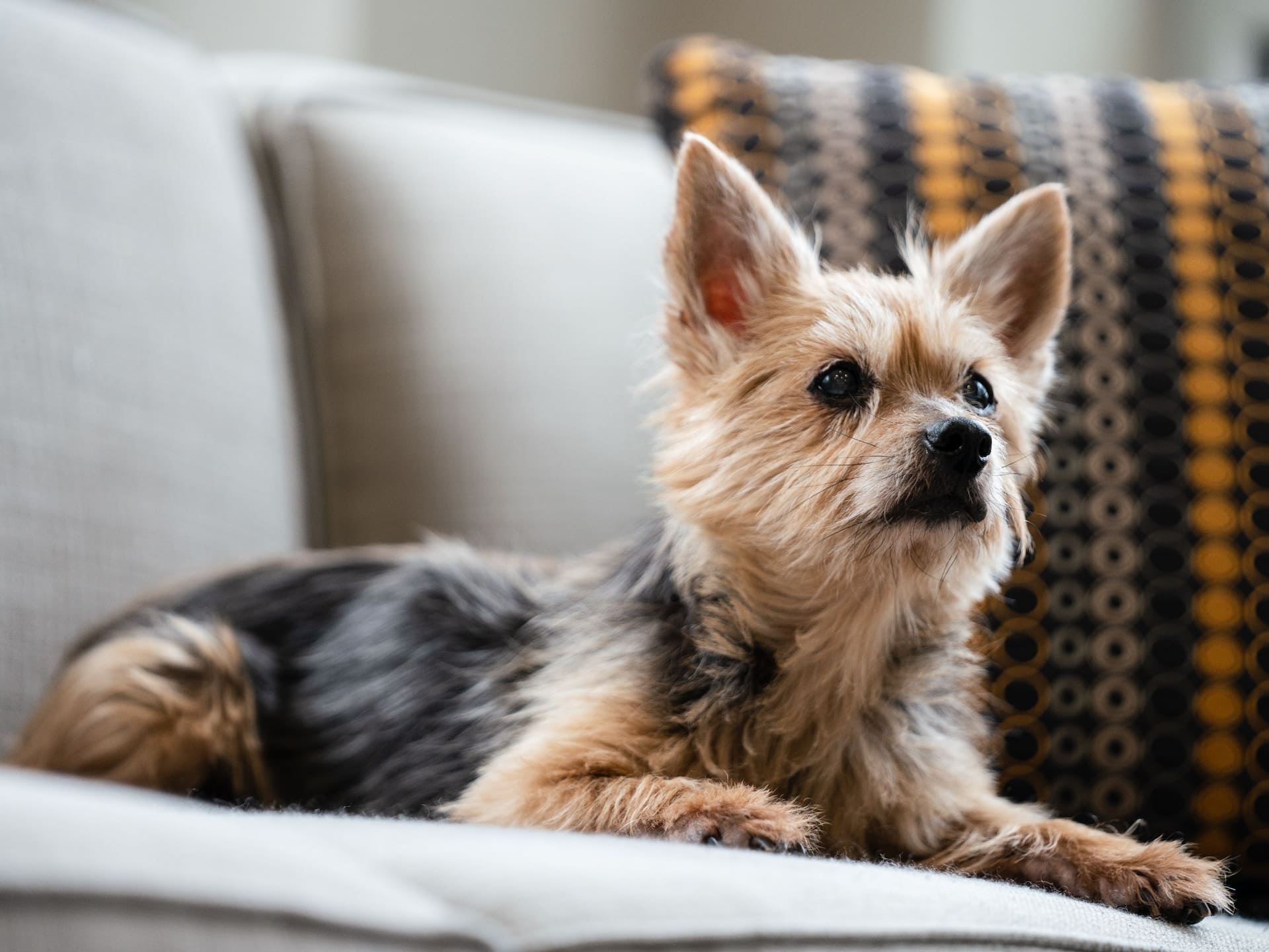 Hyatt House Raleigh North Hills Pet Friendly