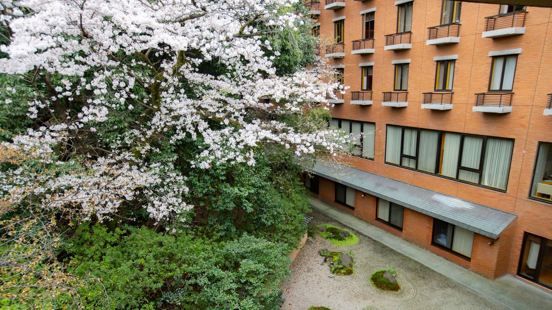Hyatt Regency Kyoto Cherry Blossoms In The Japanese Garden