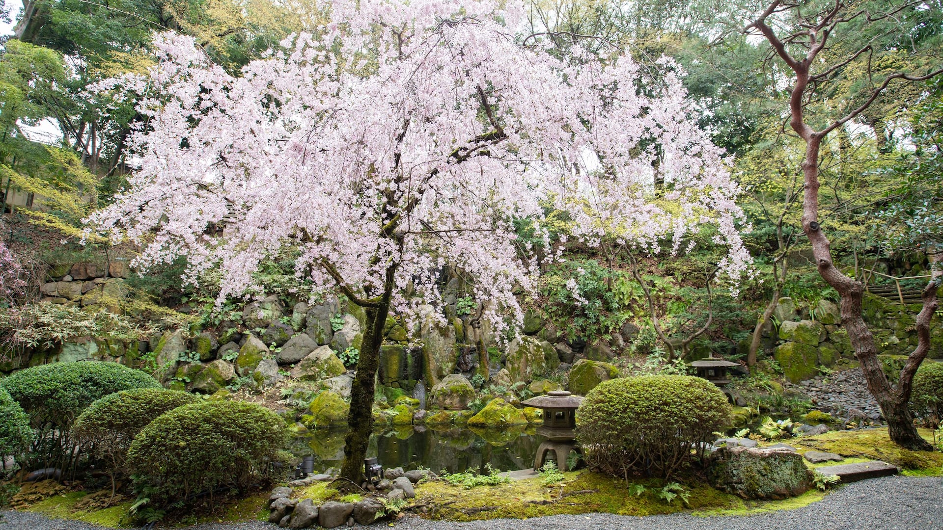 Hyatt Regency Kyoto Weeping Cherry Tree In The Garden