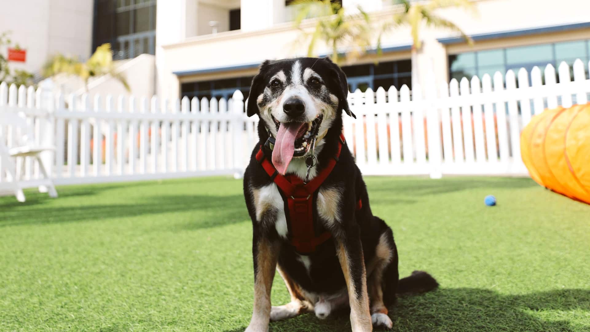 Manchester Grand Hyatt San Diego Sallys Fish House Paws On The Patio Dog