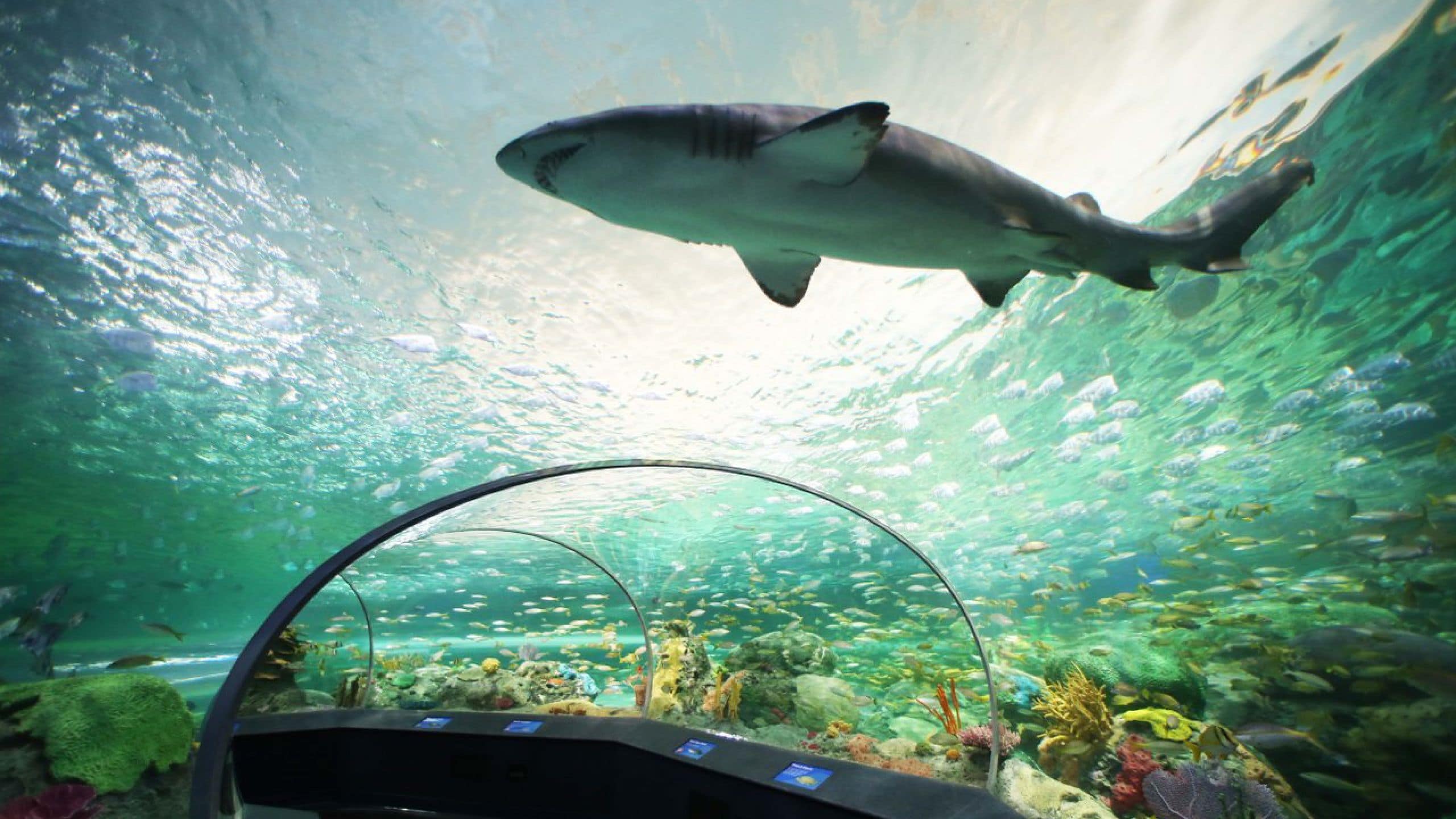 Hyatt Regency Toronto Ripleys Aquarium Underwater Tunnel Shark Attractions
