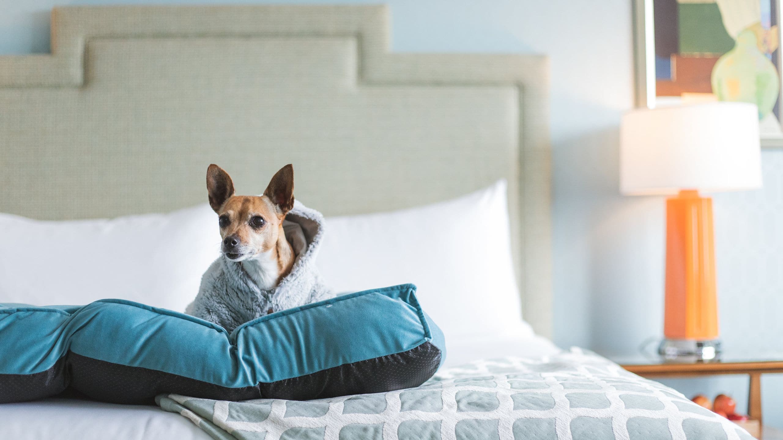 The Laurel Inn Dog In Bed