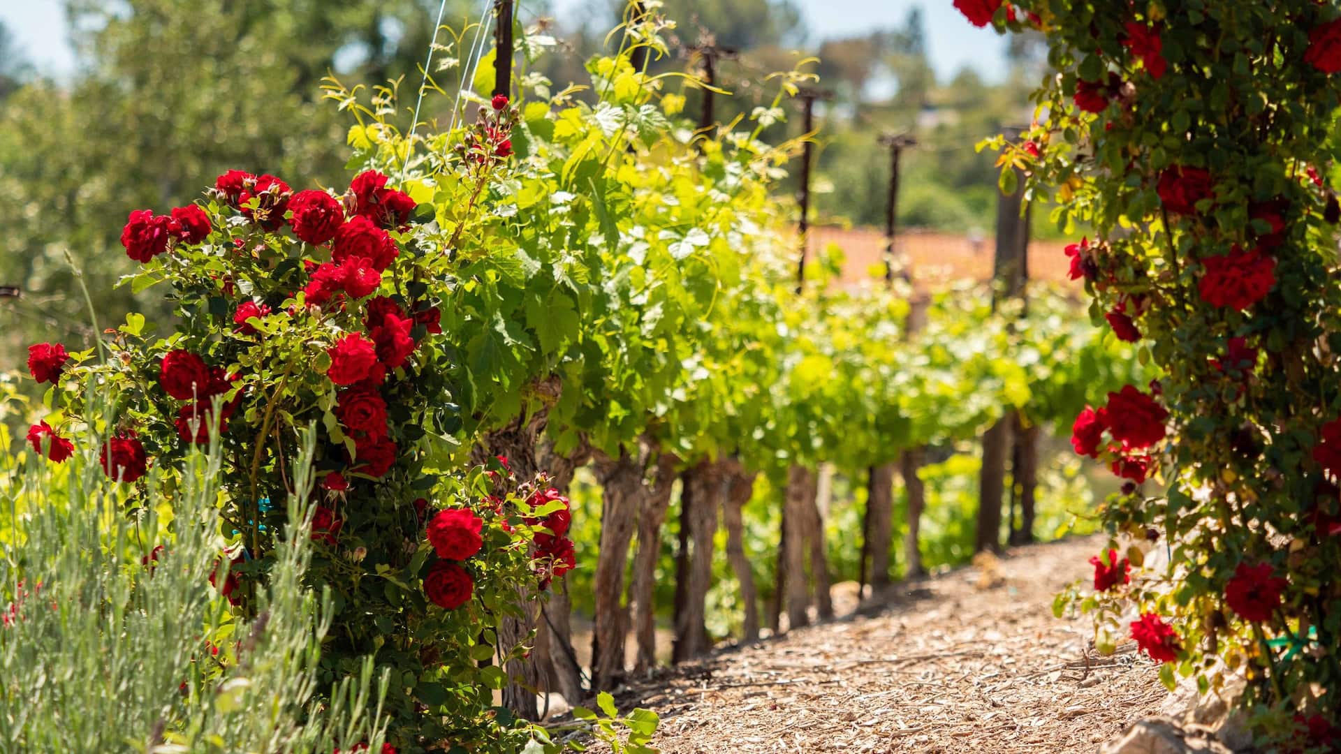 Hyatt Regency Westlake Vineyard