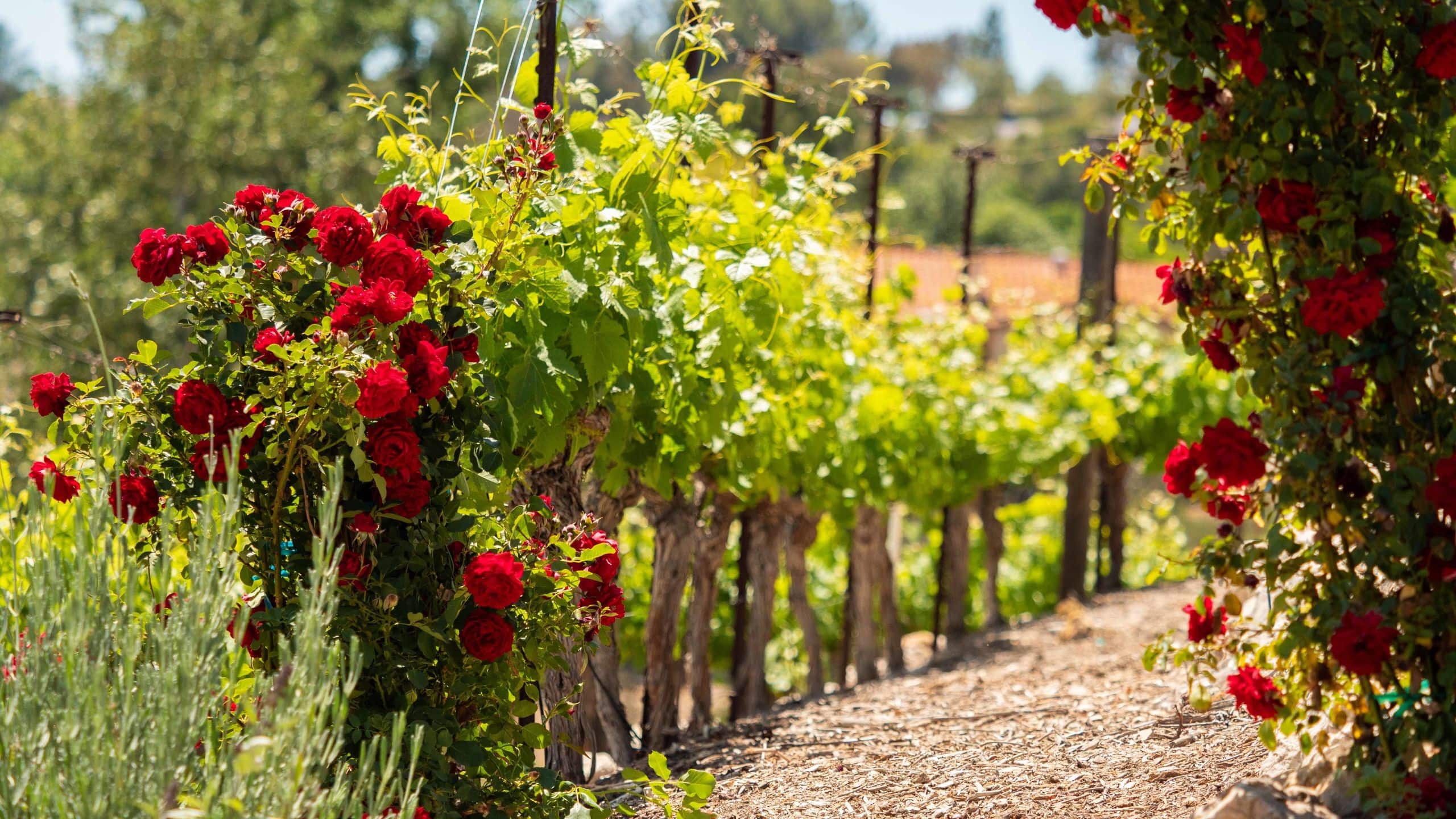 Hyatt Regency Westlake Vineyard