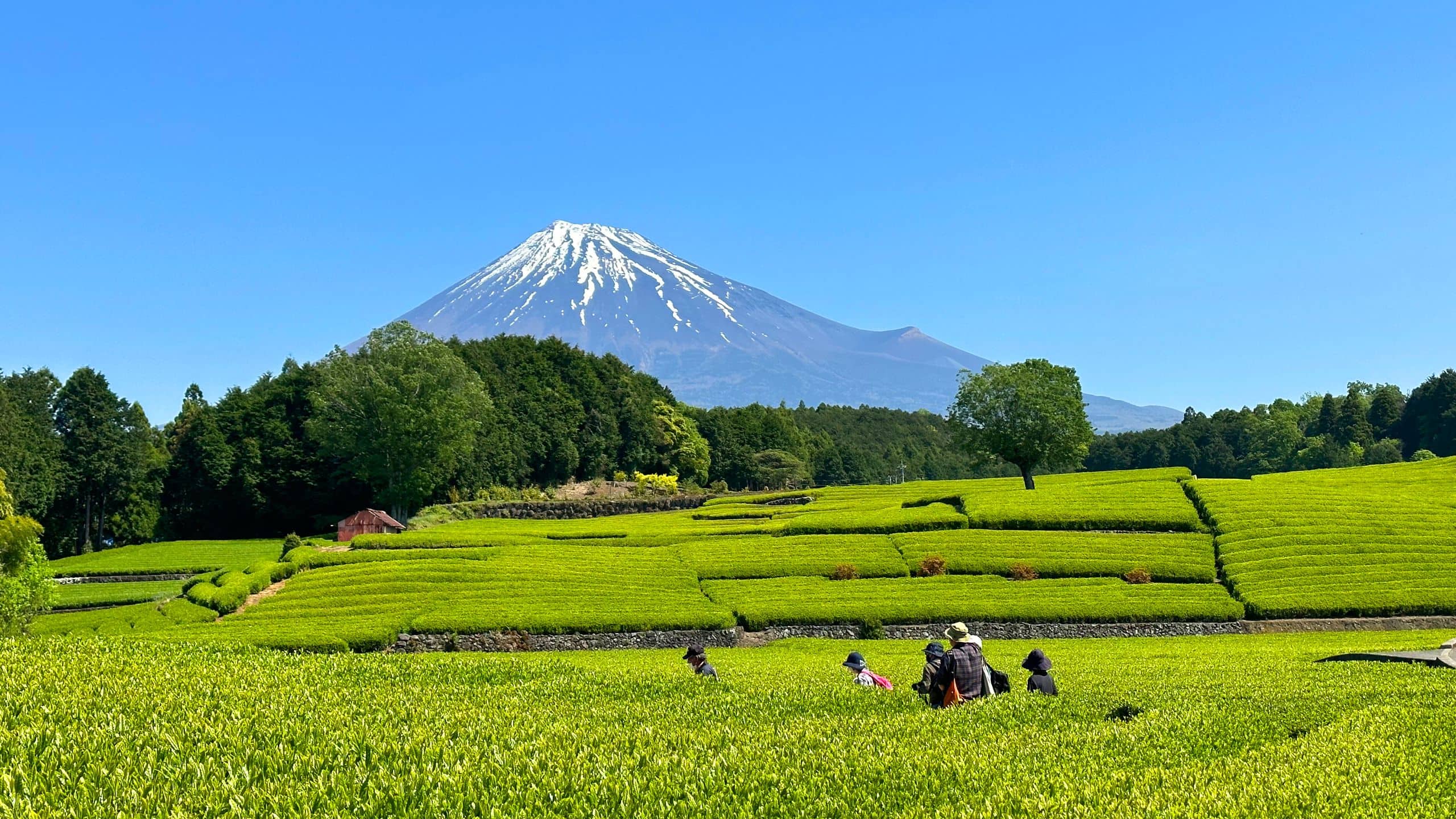 Fuji Speedway Hotel Destination Mount Fuji Obuchi Sasaba Green Tea Field