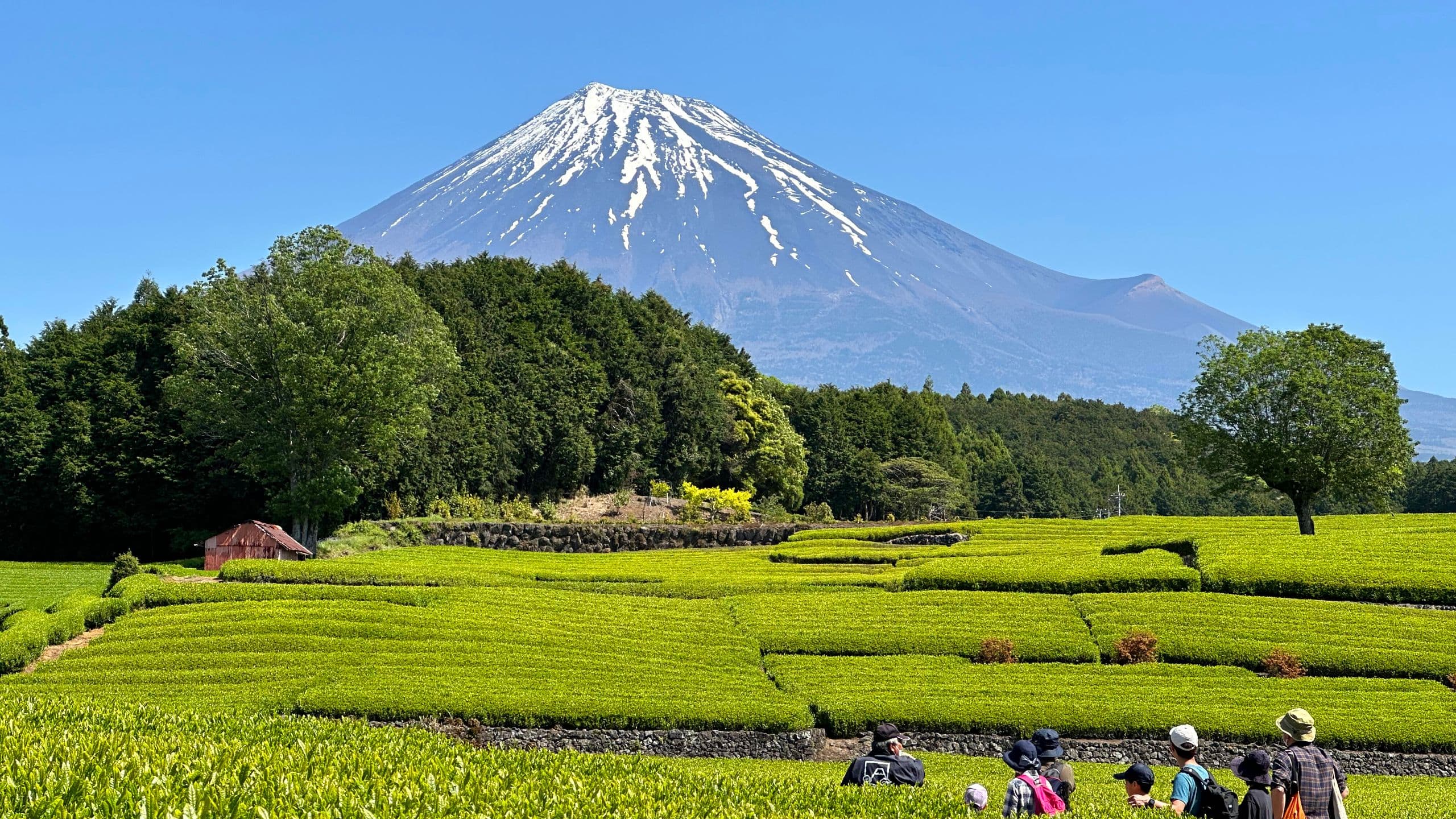 Fuji Speedway Hotel Destination Mount Fuji Obuchi Sasaba Green Tea Tour