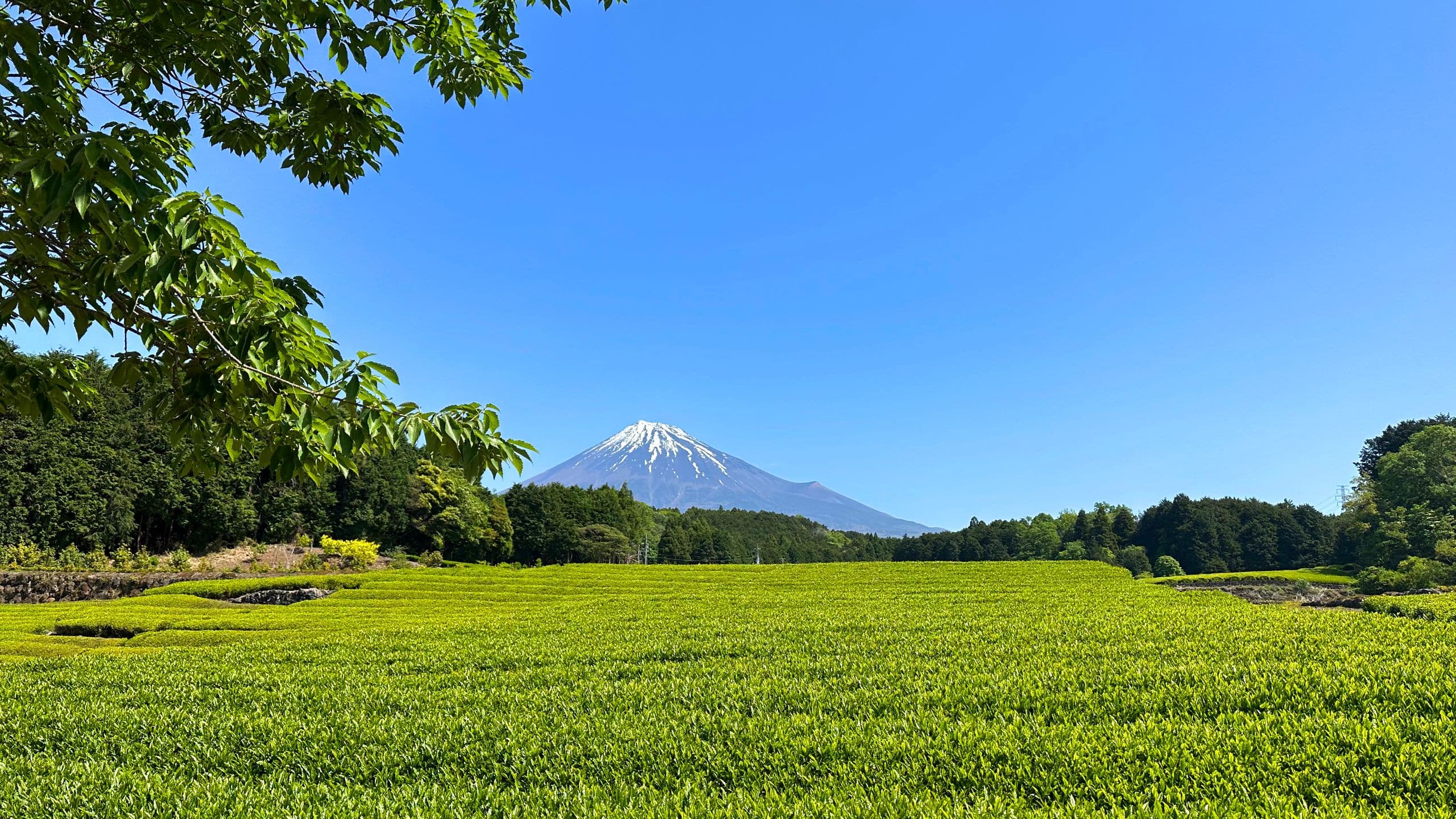 Fuji Speedway Hotel Destination Mount Fuji Obuchi Sasaba Green Tea Tree