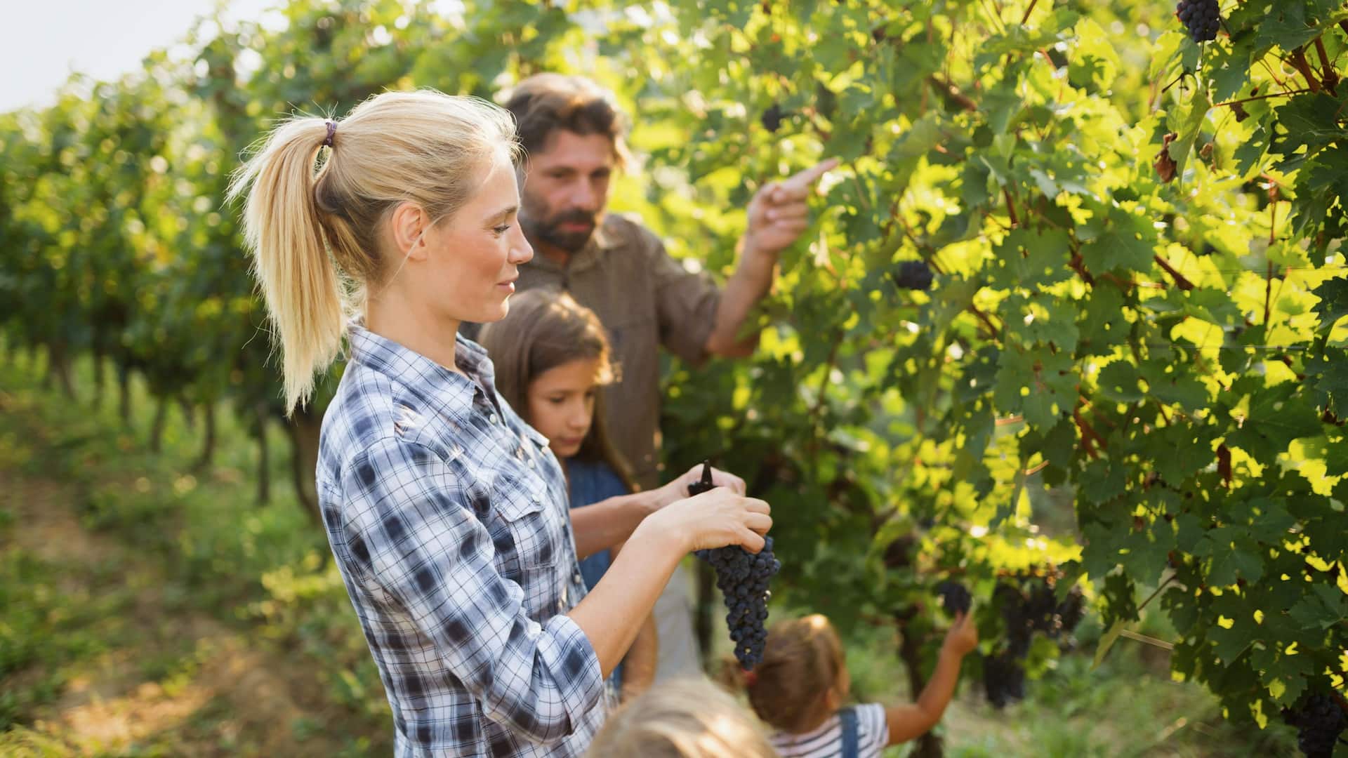Hyatt Regency Sonoma Wine Country Family Picking Grapes