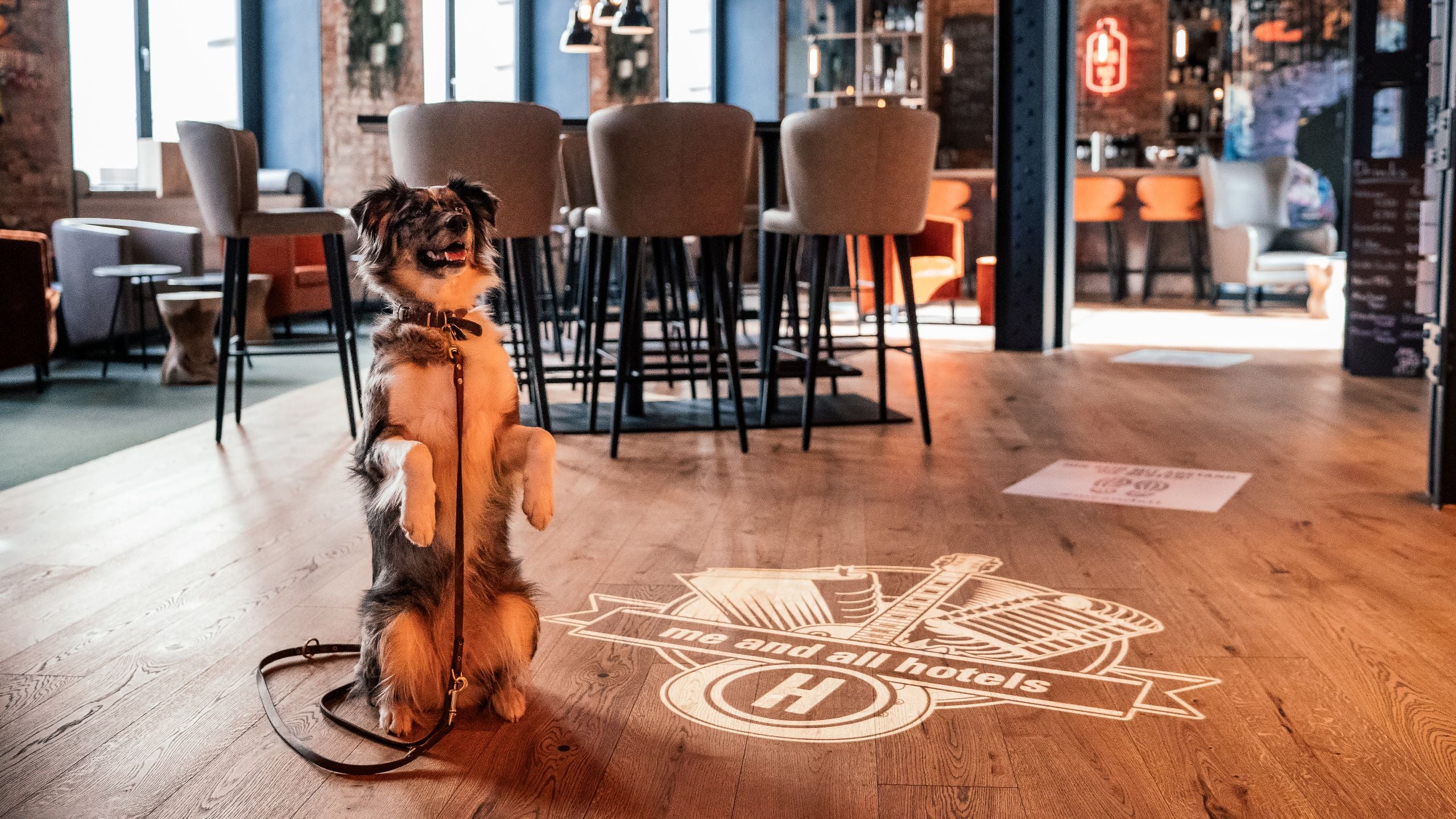 me and all hotel hannover Lobby Dog