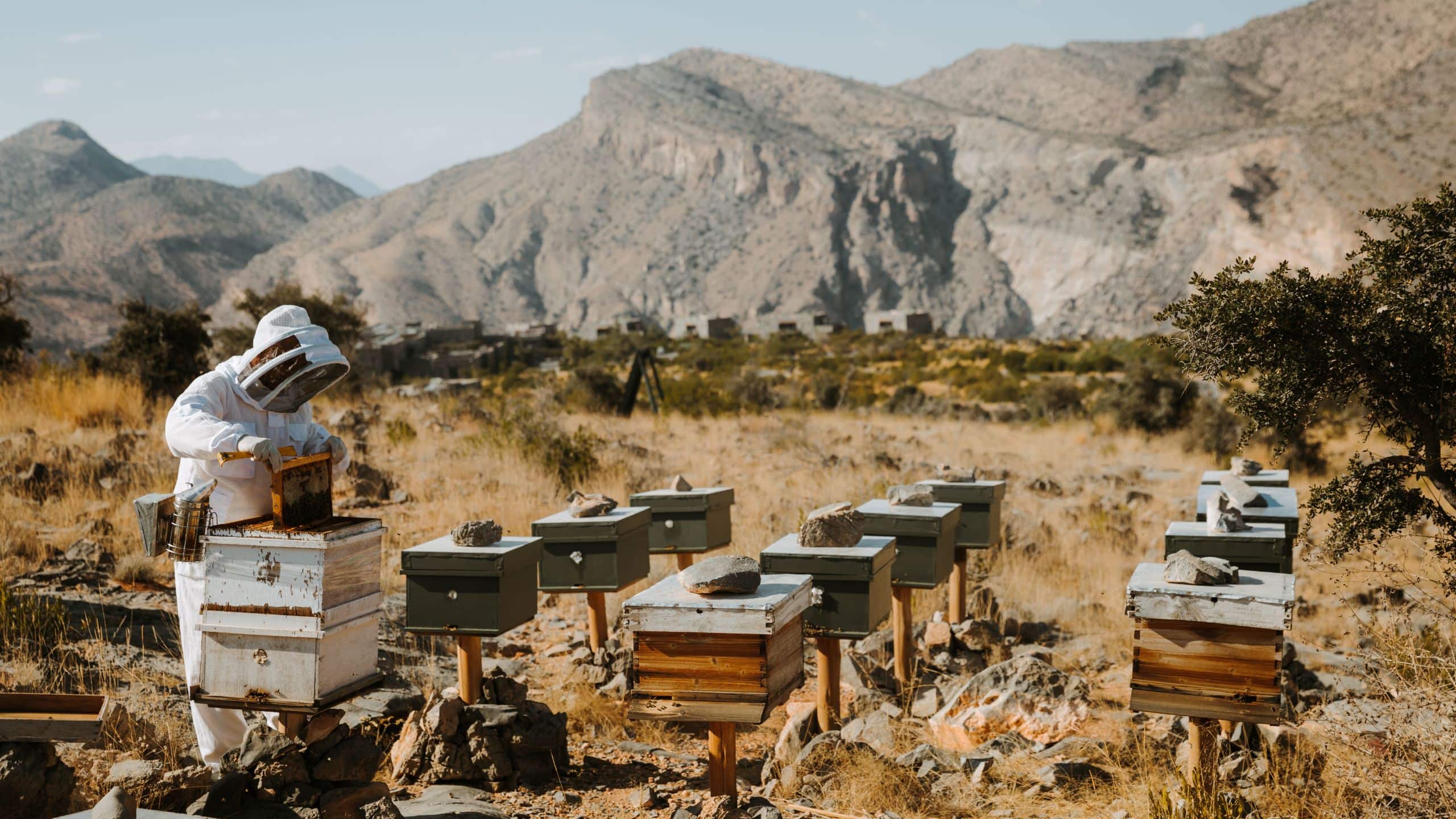 Alila Jabal Akhdar Honey Bees