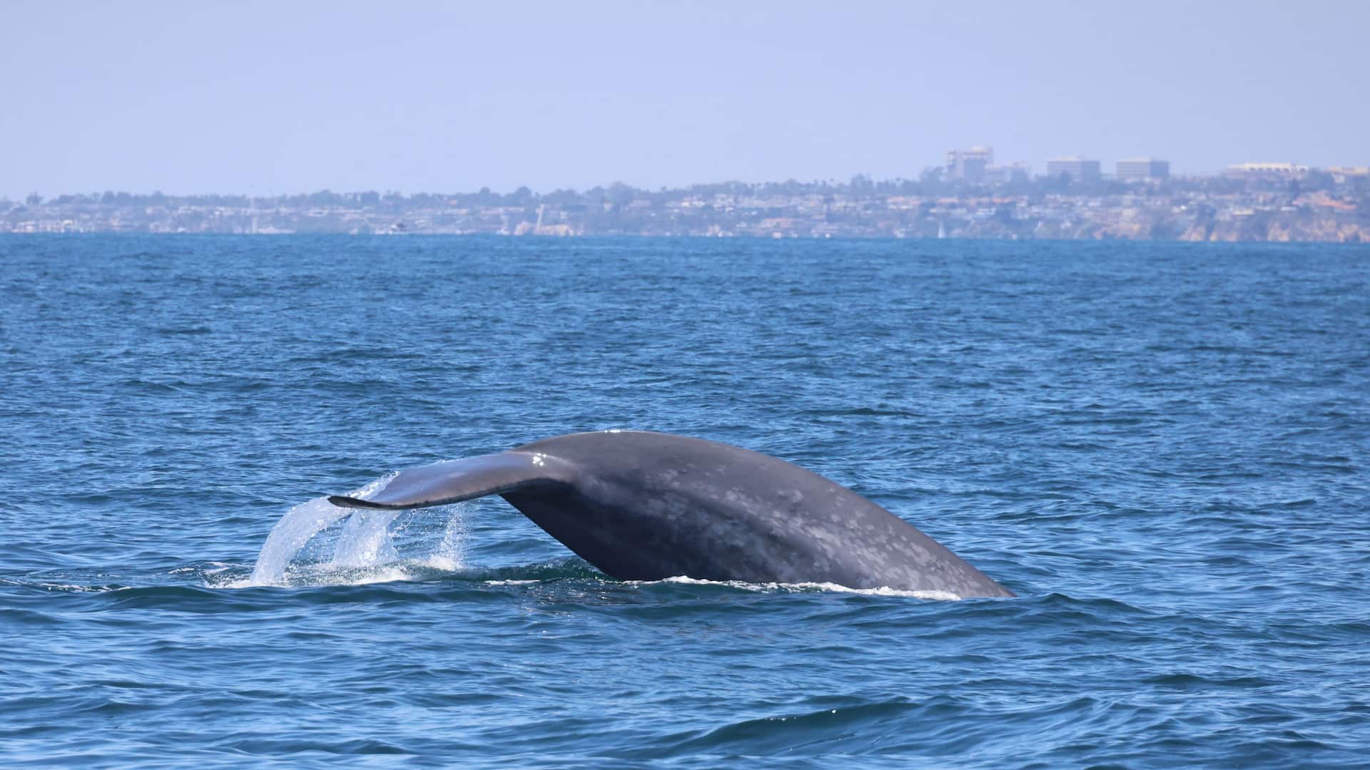 Hyatt Regency Irvine Whale Watching
