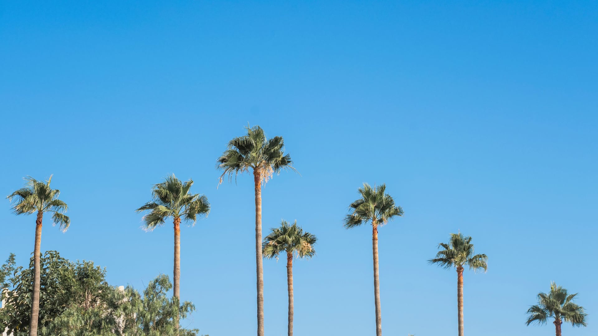 Hyatt Regency Irvine Palm Tree