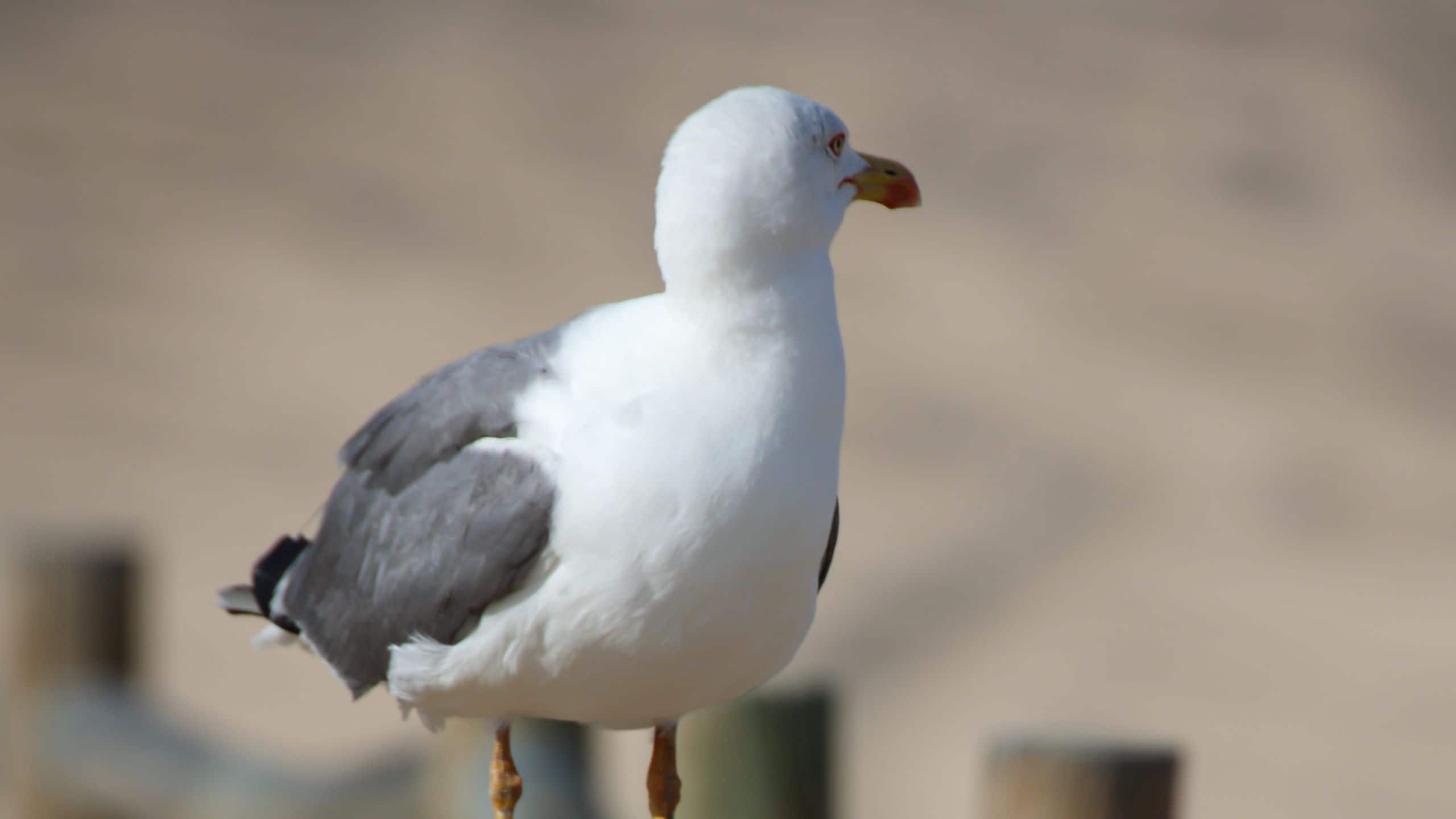 Lindner Hotel Sylt Seagull
