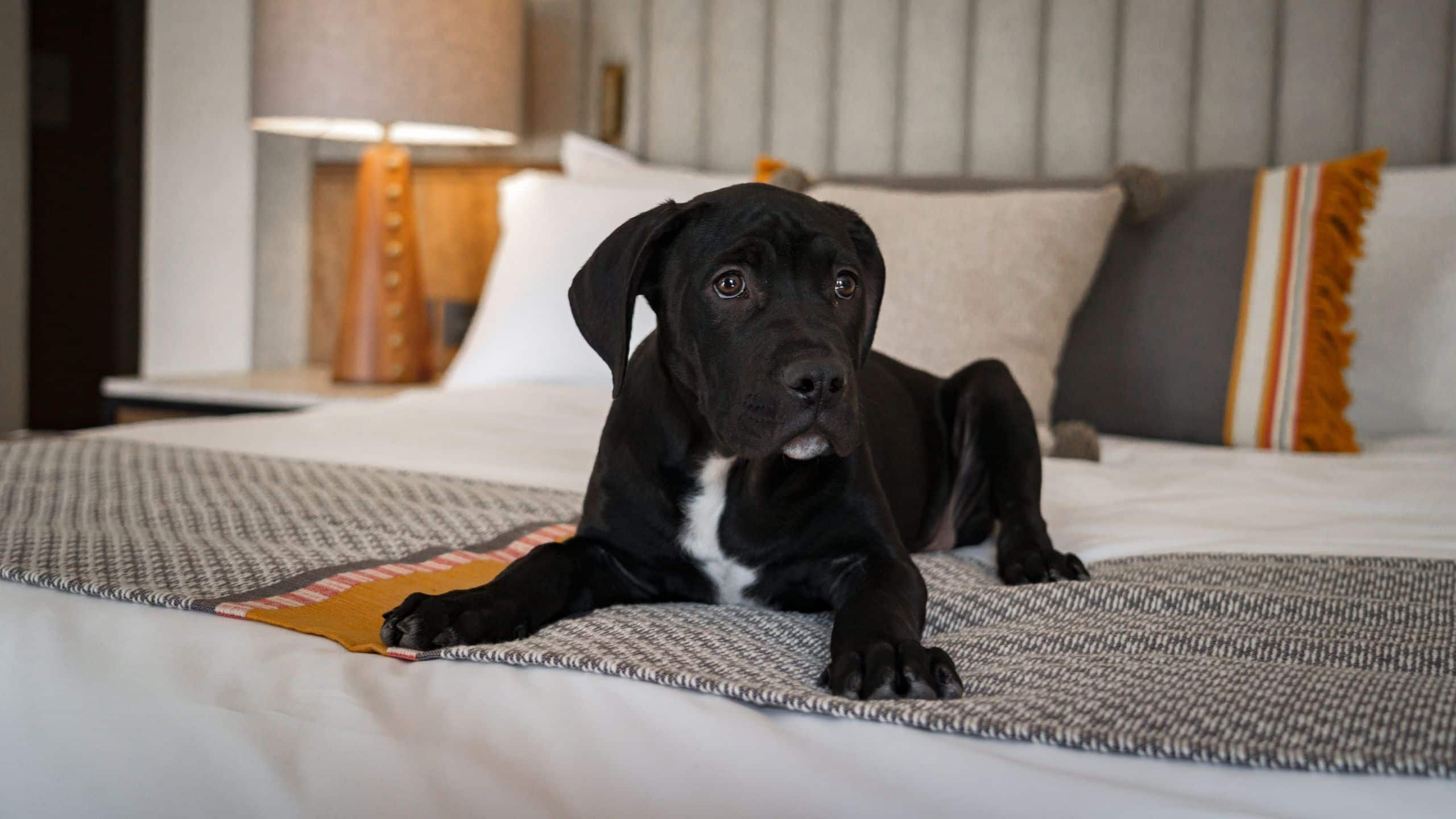Numu Boutique Hotel San Miguel de Allende Pet Friendly Guestroom