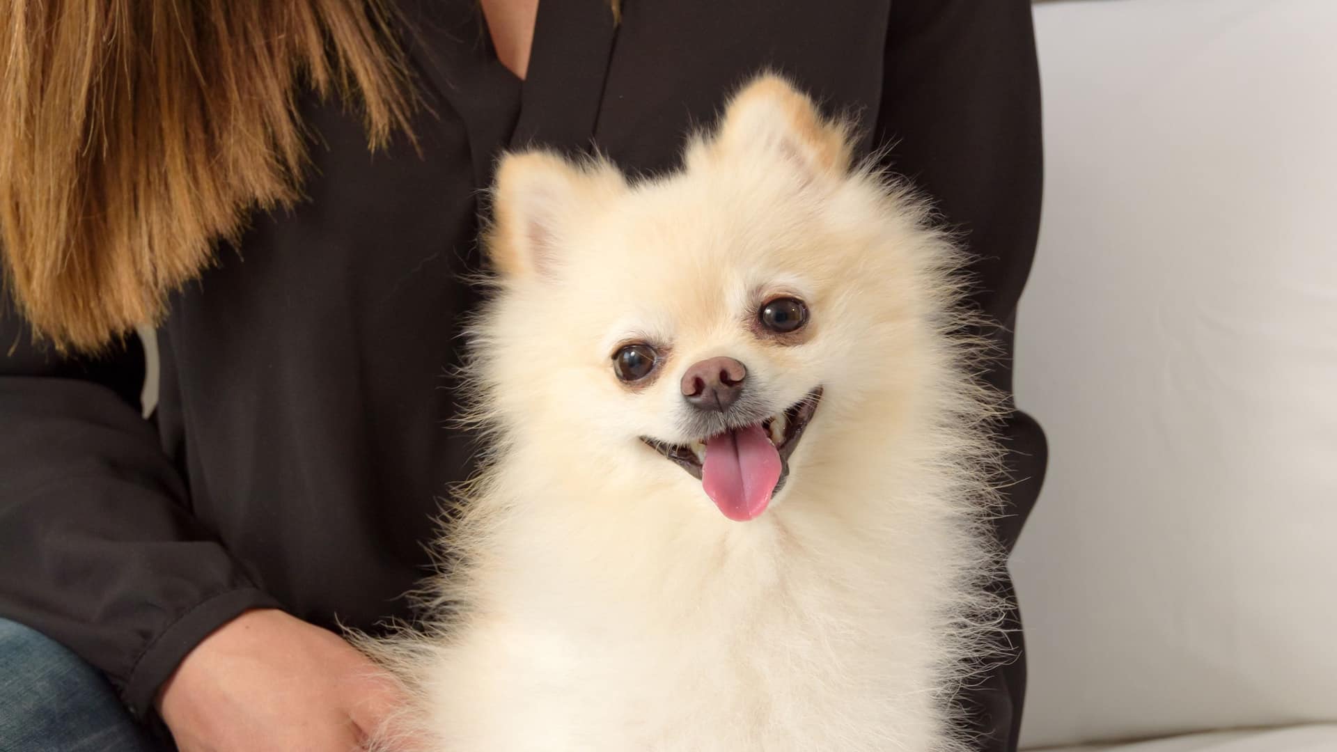 Hyatt House Monterrey Valle / San Pedro Pet Friendly Hotel