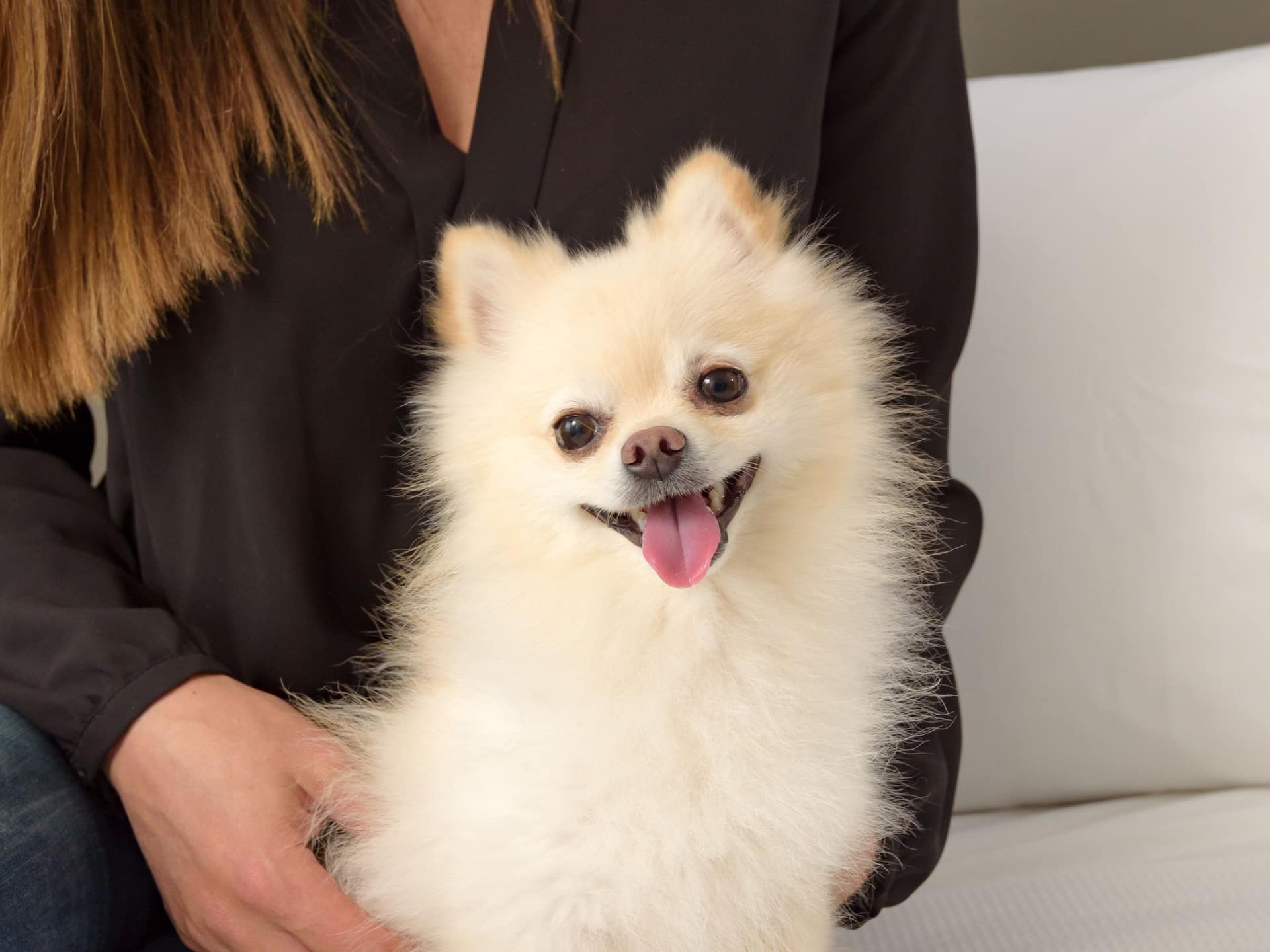 Hyatt House Monterrey Valle / San Pedro Pet Friendly Hotel