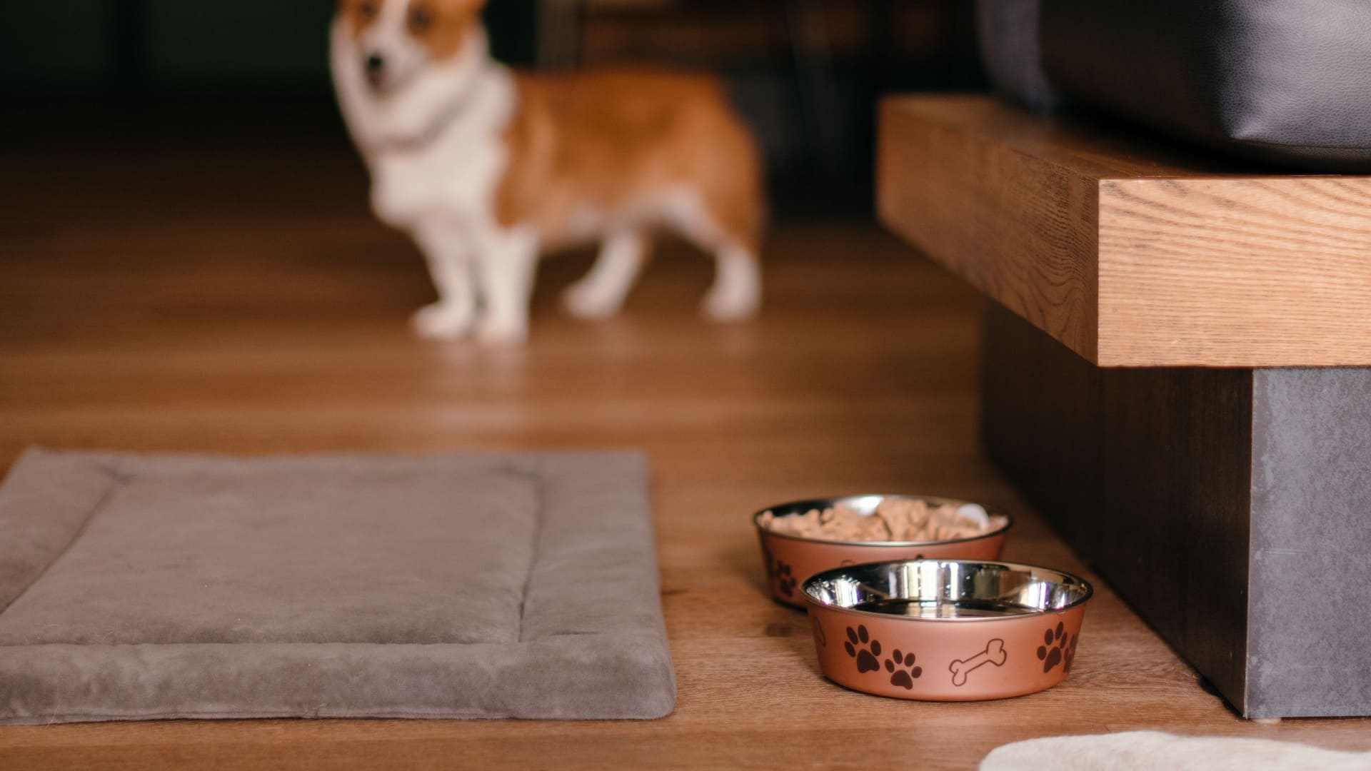 Hyatt Regency Lost Pines Resort and Spa Dog Friendly Room Amenity