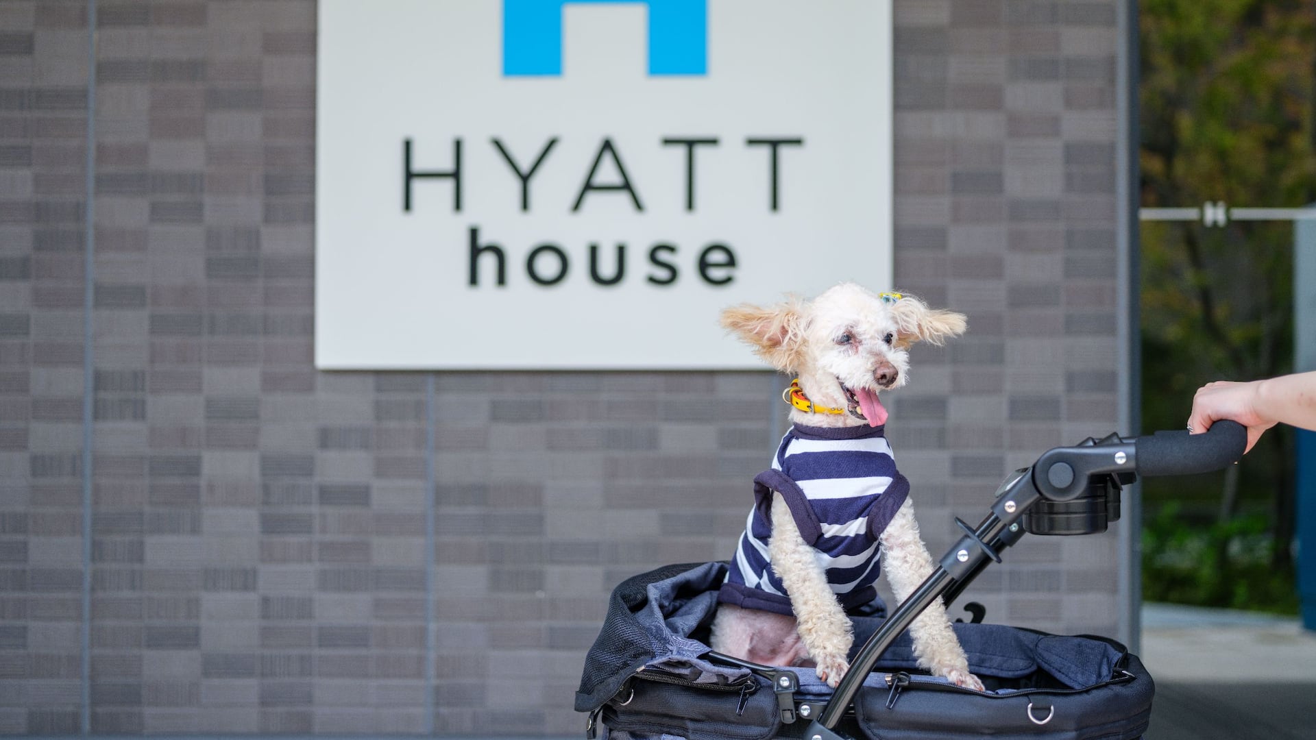 Hyatt House Kanazawa Dog Friendly Entrance Focus