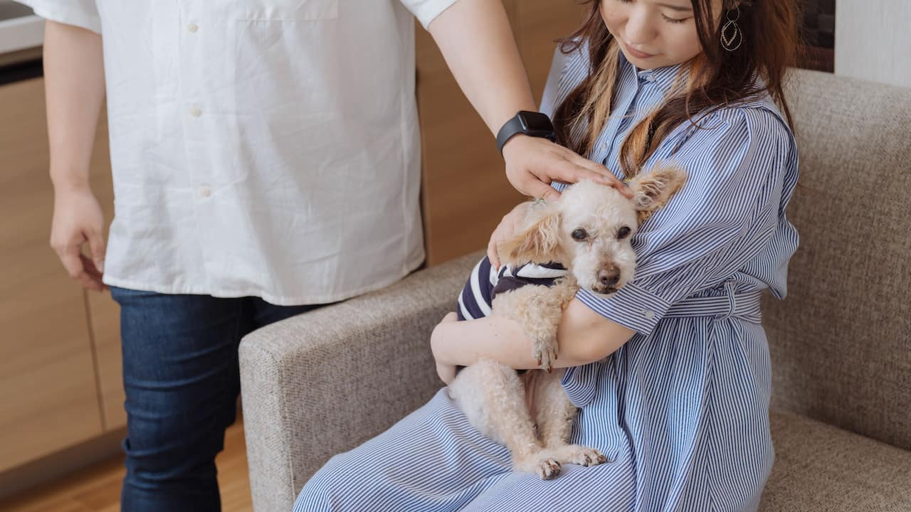Dog-Friendly Room