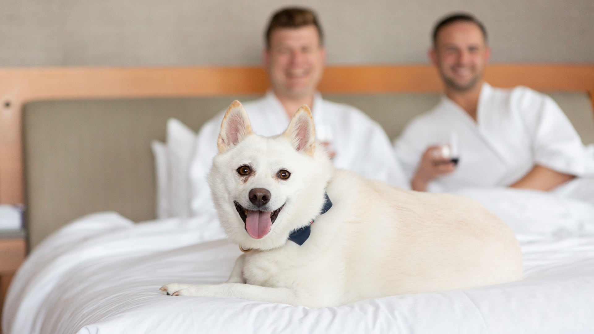 Hyatt Regency Lake Washington at Seattle's Southport Pet Friendly Room Bed