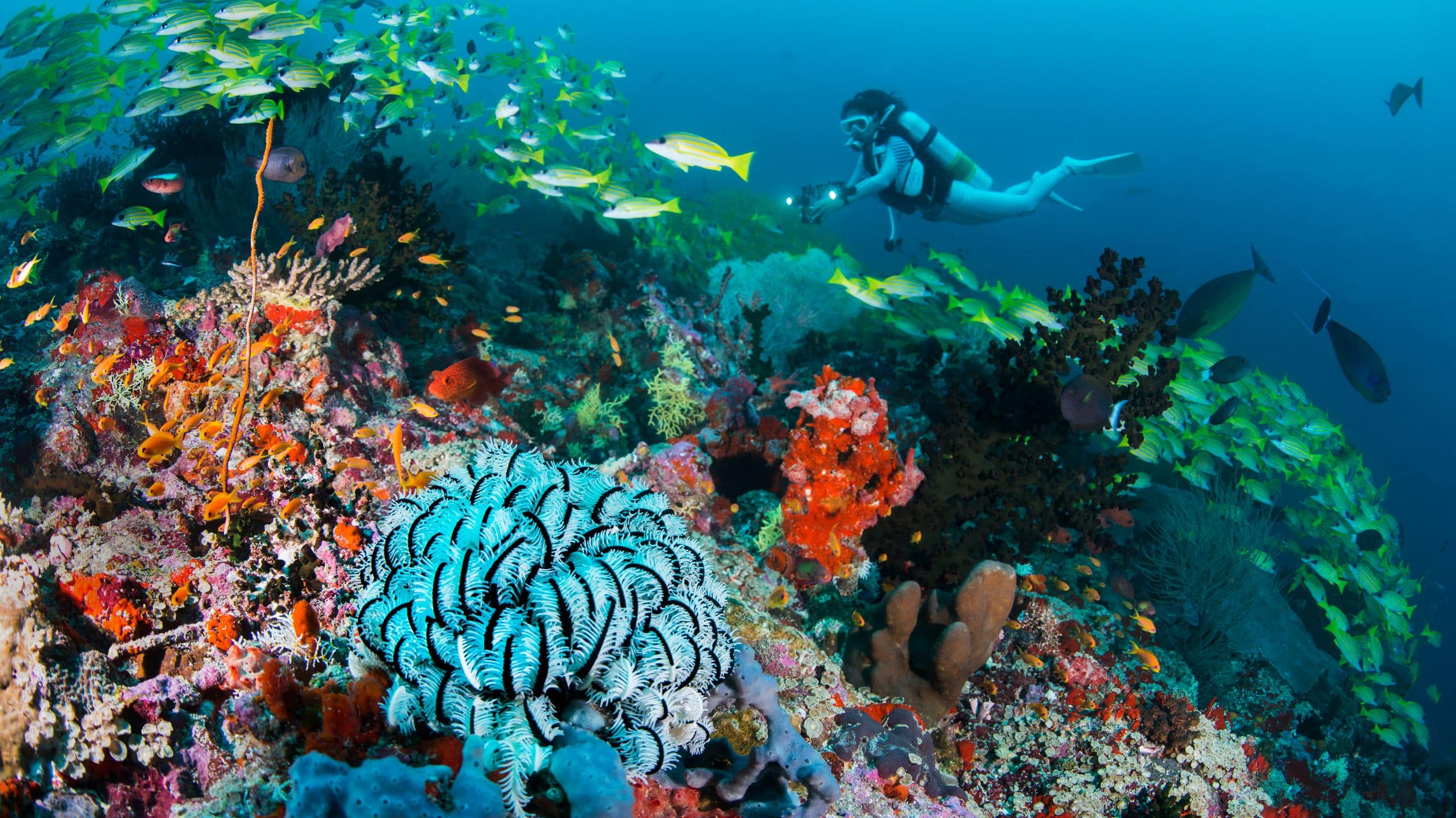 Alila Kothaifaru Maldives Diving Site