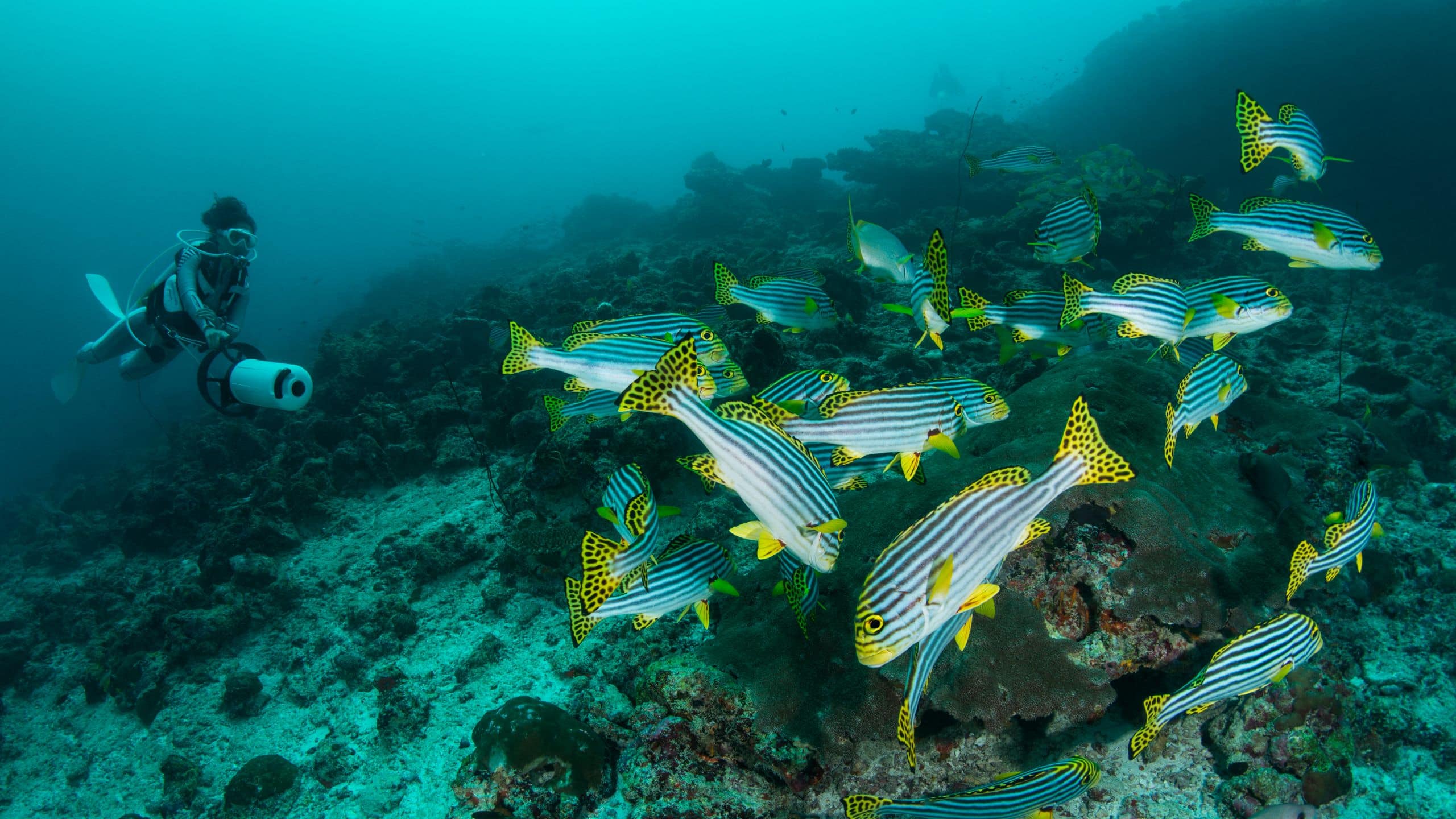 Alila Kothaifaru Maldives Diving With Fish